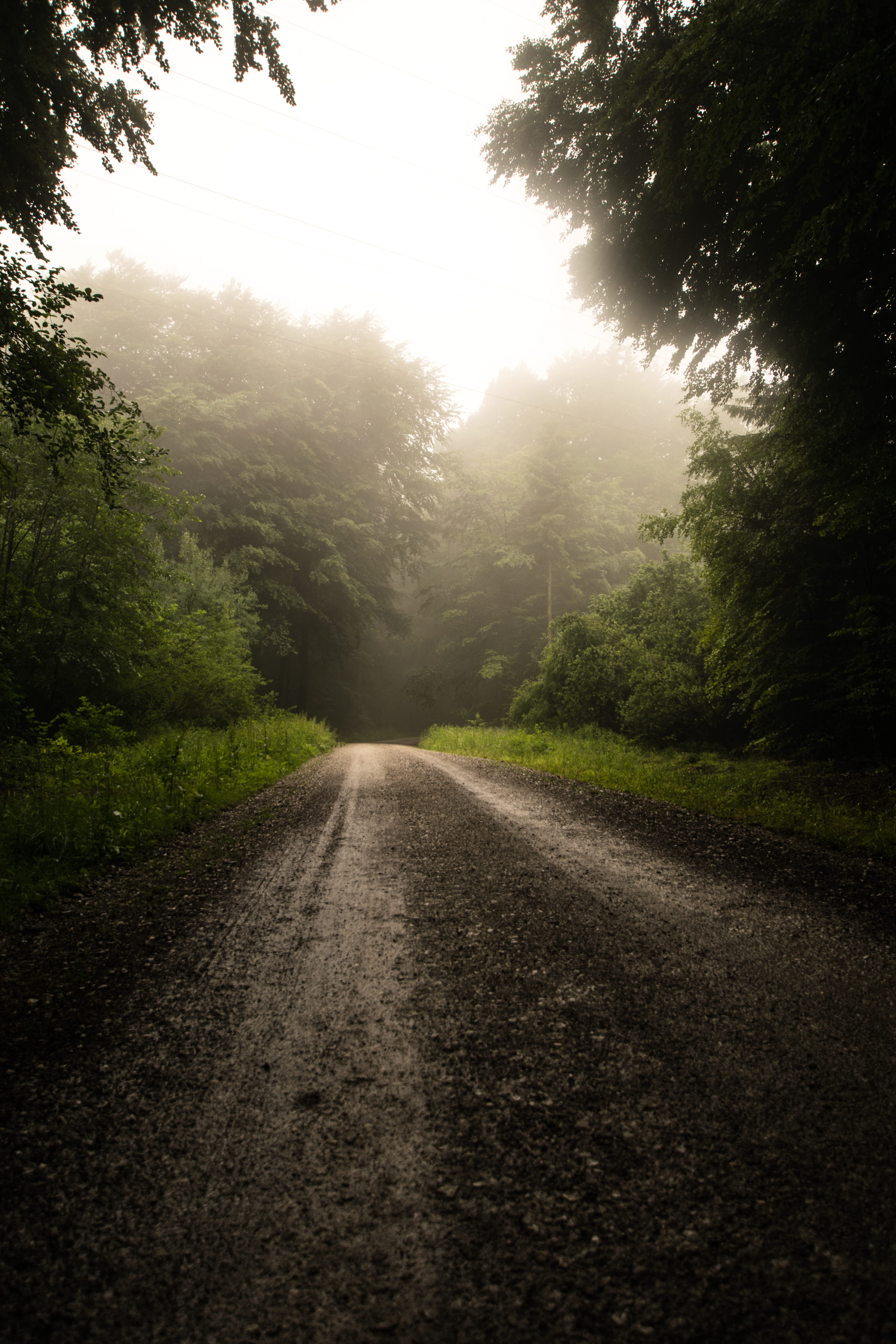 transportation, growth, green, tree, sky, vanishing point, non-urban scene, daytime, land, fog, forest, empty, tranquility, direction, plant, flare, long, Phone HD Wallpaper