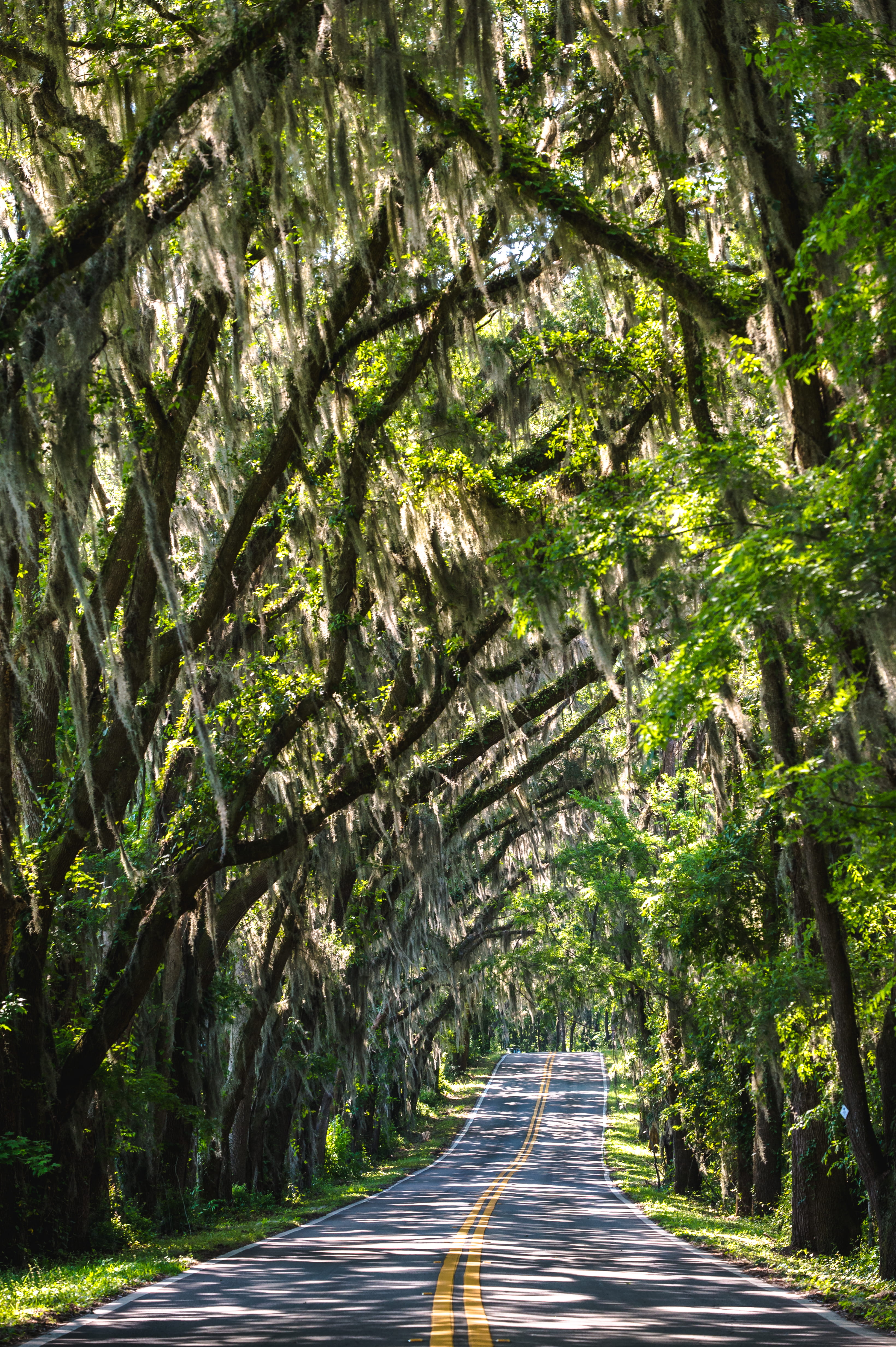 asphalt, avenue, sunlight, day, travel, diminishing perspective, curve, scenics, treelined, landscape, trees, marking, green, nature, dividing line, long, Phone HD Wallpaper
