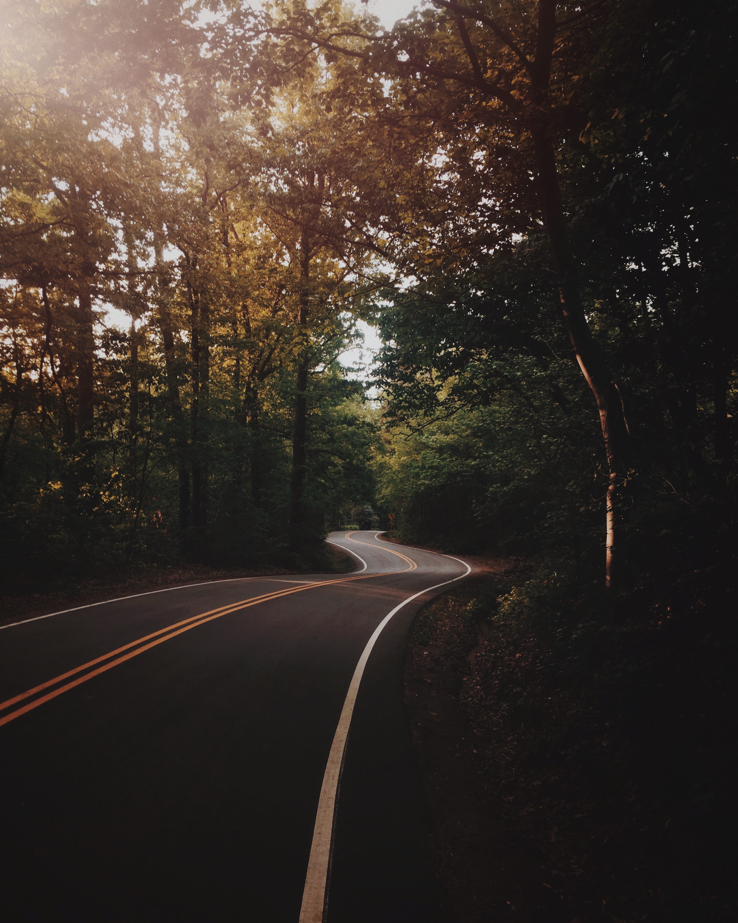 the way forward, symbol, woodland, outdoors, green, nature, transportation, curve, dividing line, marking, motor vehicle, asphalt, street, mode of transportation, Phone HD Wallpaper