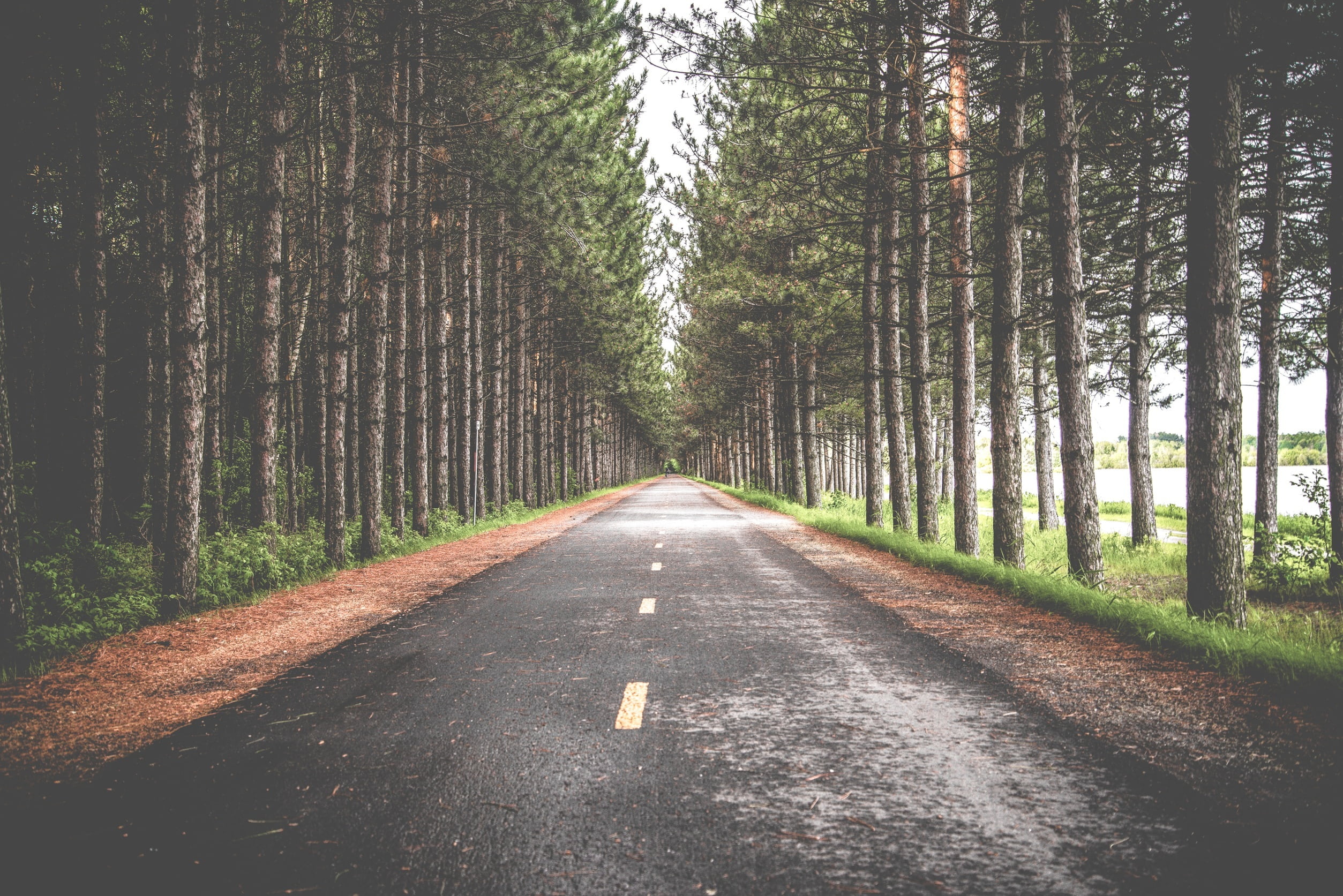 nature, roadway, tranquil scene, street, land, beauty in nature, outdoors, tree trunk, long, forest, the way forward, 1080P, way, growth, transportation, HD Wallpaper