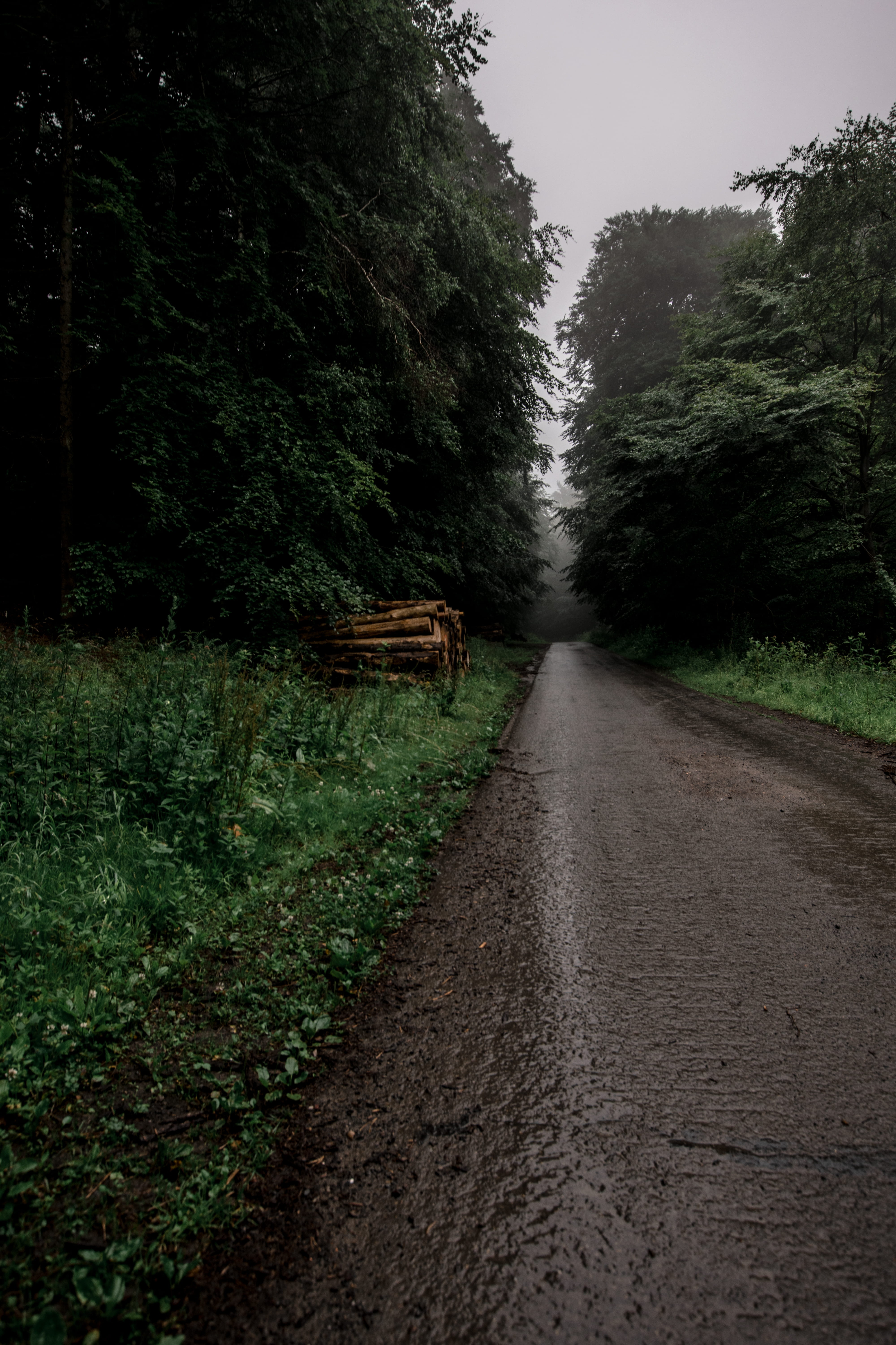 sky, wood, asphalt, street, 5K, outdoors, the way forward, green color, forest, dirt road, bench, fir, transportation, tranquility, furniture, ground, Phone HD Wallpaper