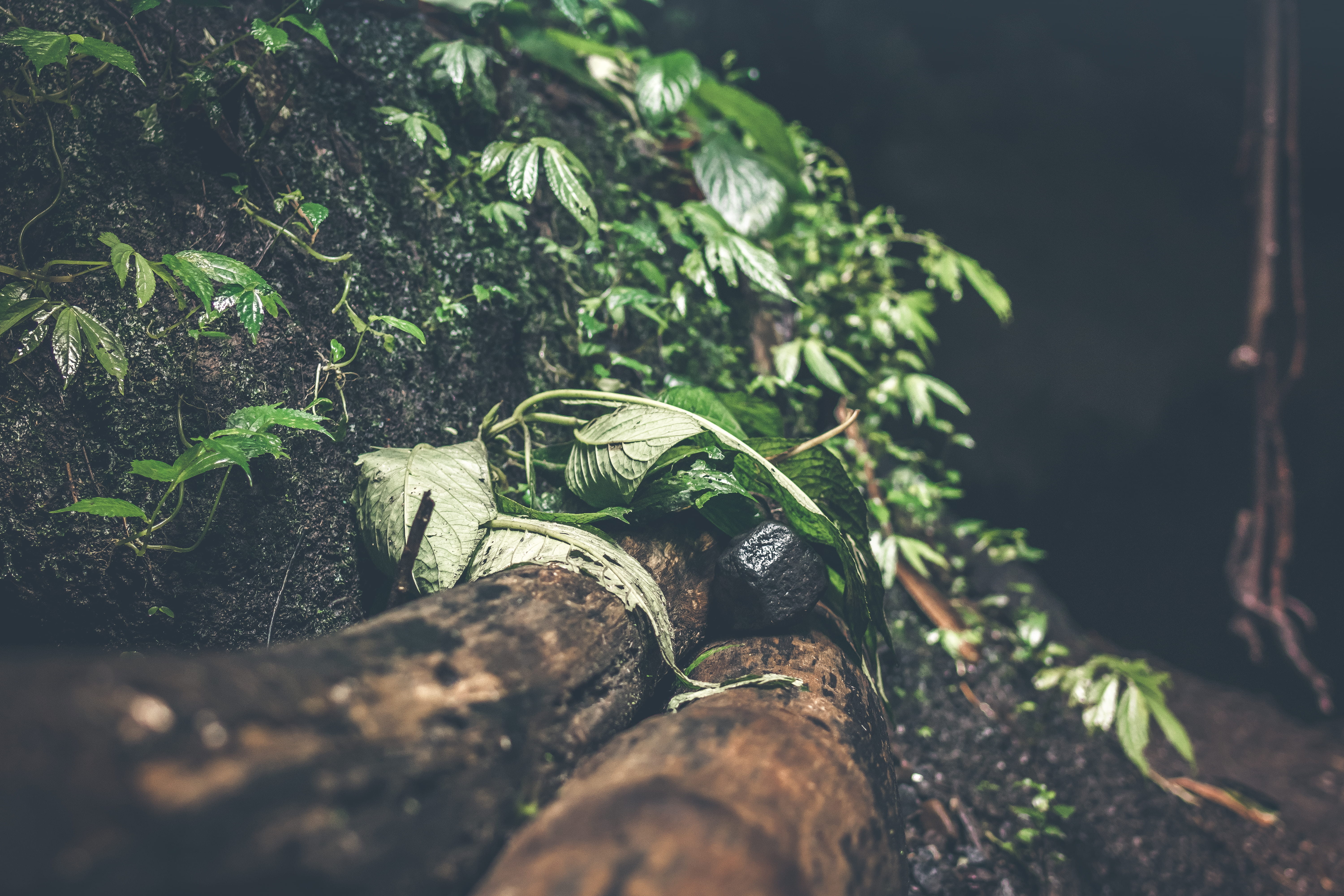 forest, 5K, landscape, land, tropic, leaf, plant, beautiful, dirt, vegetation, bright, tranquility, foliage, beauty in nature, water, mist, lush, root, HD Wallpaper