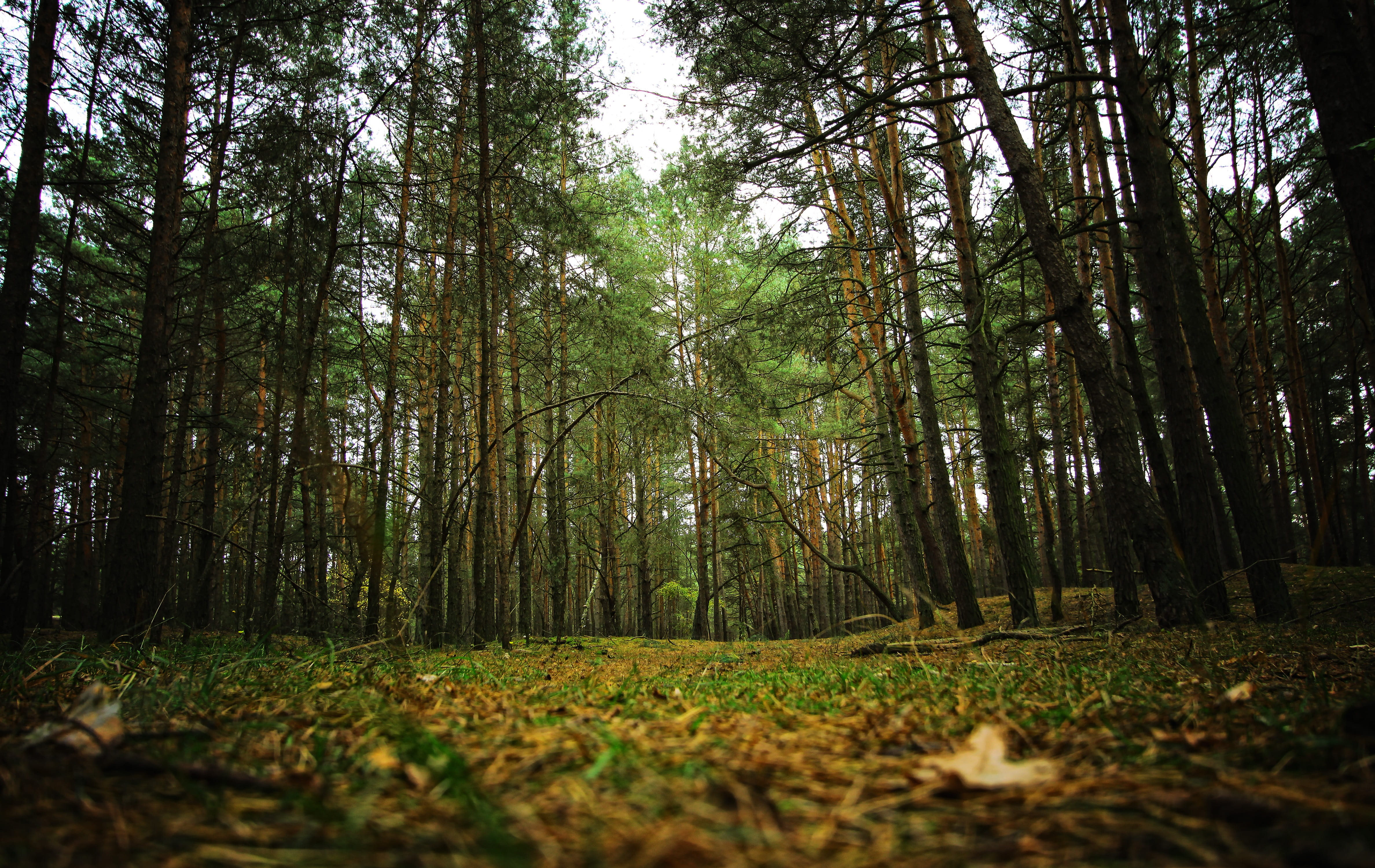 tree, wood, nature, substrate, litter, scenics - nature, forest litter, undergrowth, forest, foliage, scrubs, outdoors, autumn, idyllic, green, tranquility, HD Wallpaper