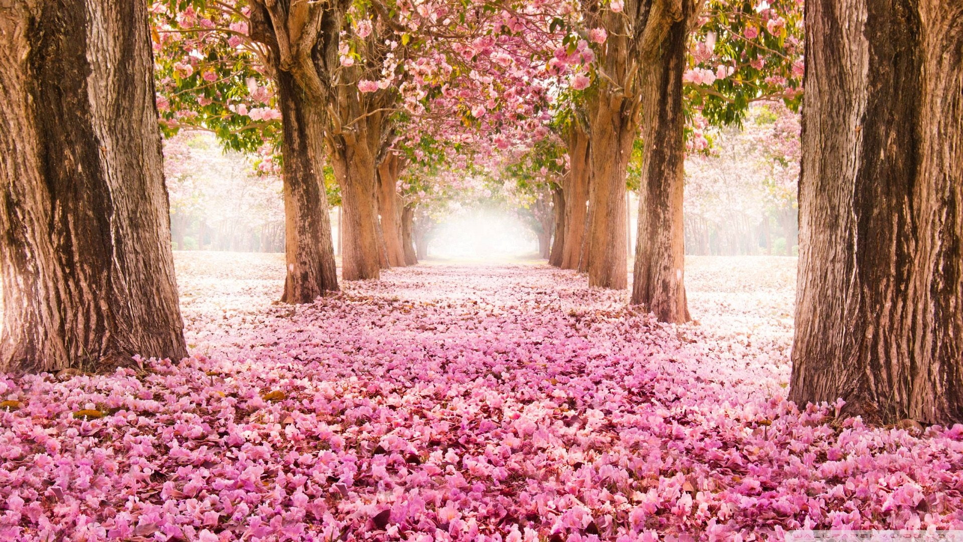 outdoors, garden, alley, travel, landscape, foliage, pathway, environment, serene, scene, tree, waterfall, park, spring, forest, wood, leaves, scenery, HD Wallpaper