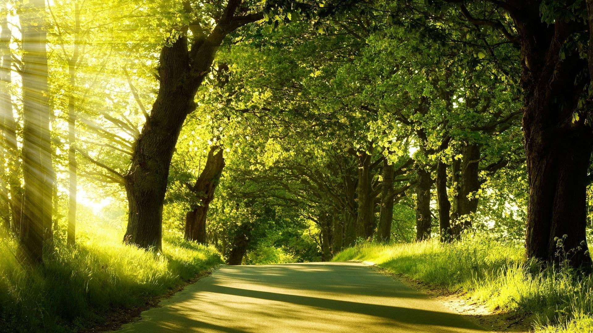 tranquility, park, growth, outdoor, 1080P, day, avenue, countryside, foliage, tranquil scene, oak, wood, environment, forest, grass, sky, rural, season, HD Wallpaper
