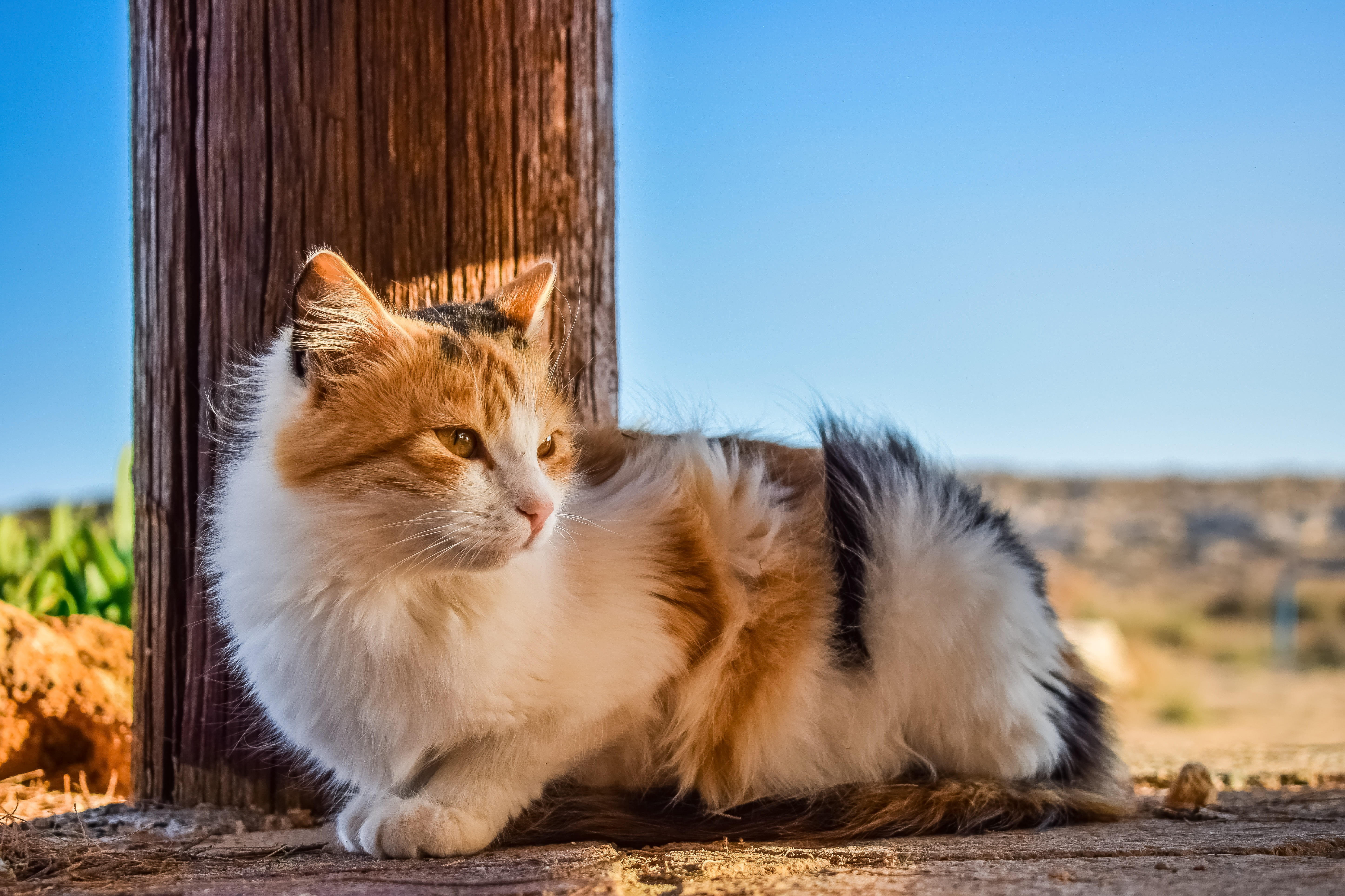 domestic animals, mammal, outdoor, one animal, animal themes, looking away, animal, calico, wall, no people, pets, domestic cat, beside, focus on foreground, HD Wallpaper