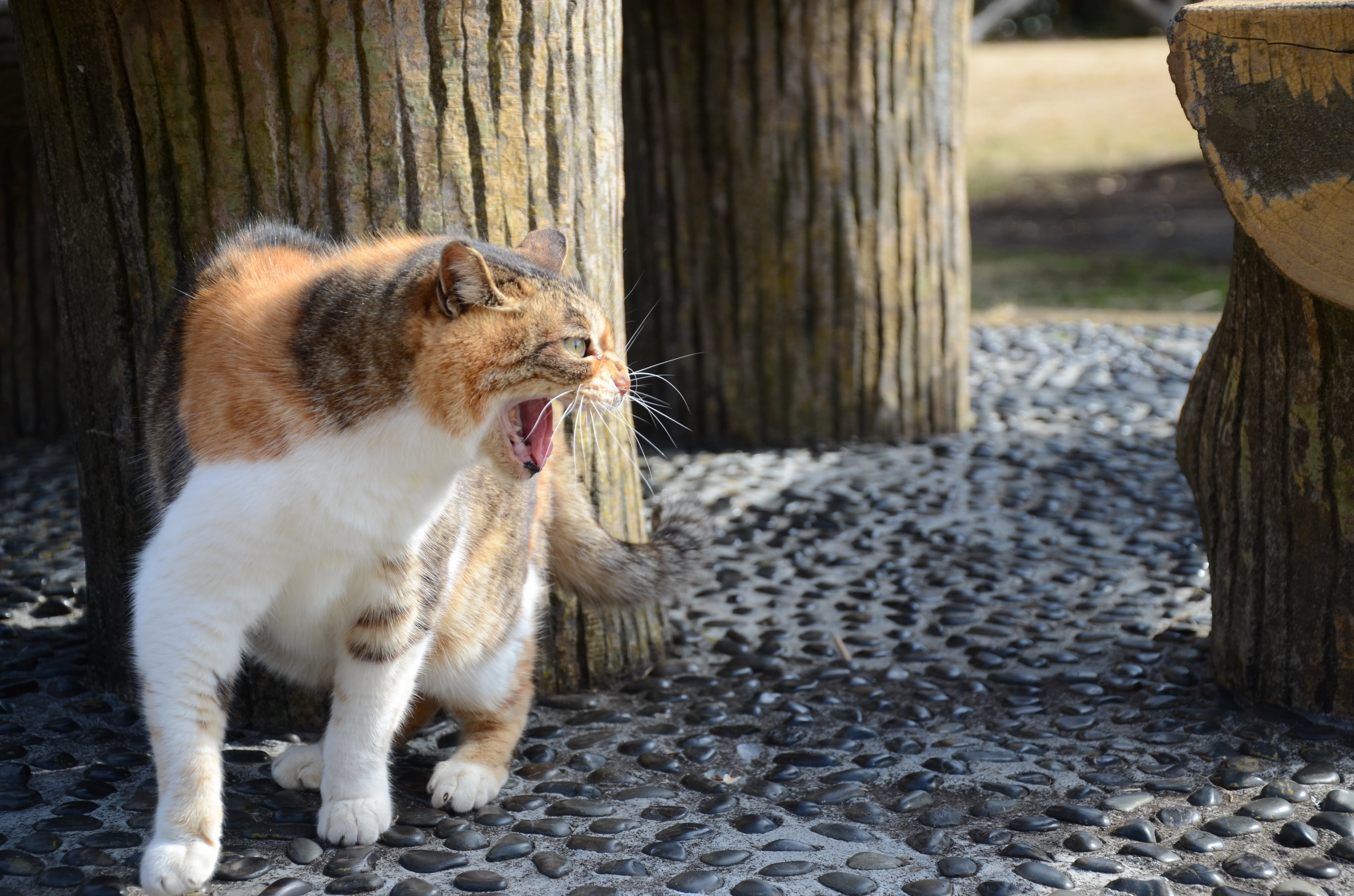 post, animal, kat, vertebrate, pets, cute, focus on foreground, nature, no people, white, tree trunk, one animal, kitten, tree, mouth, whisker, mammal, HD Wallpaper