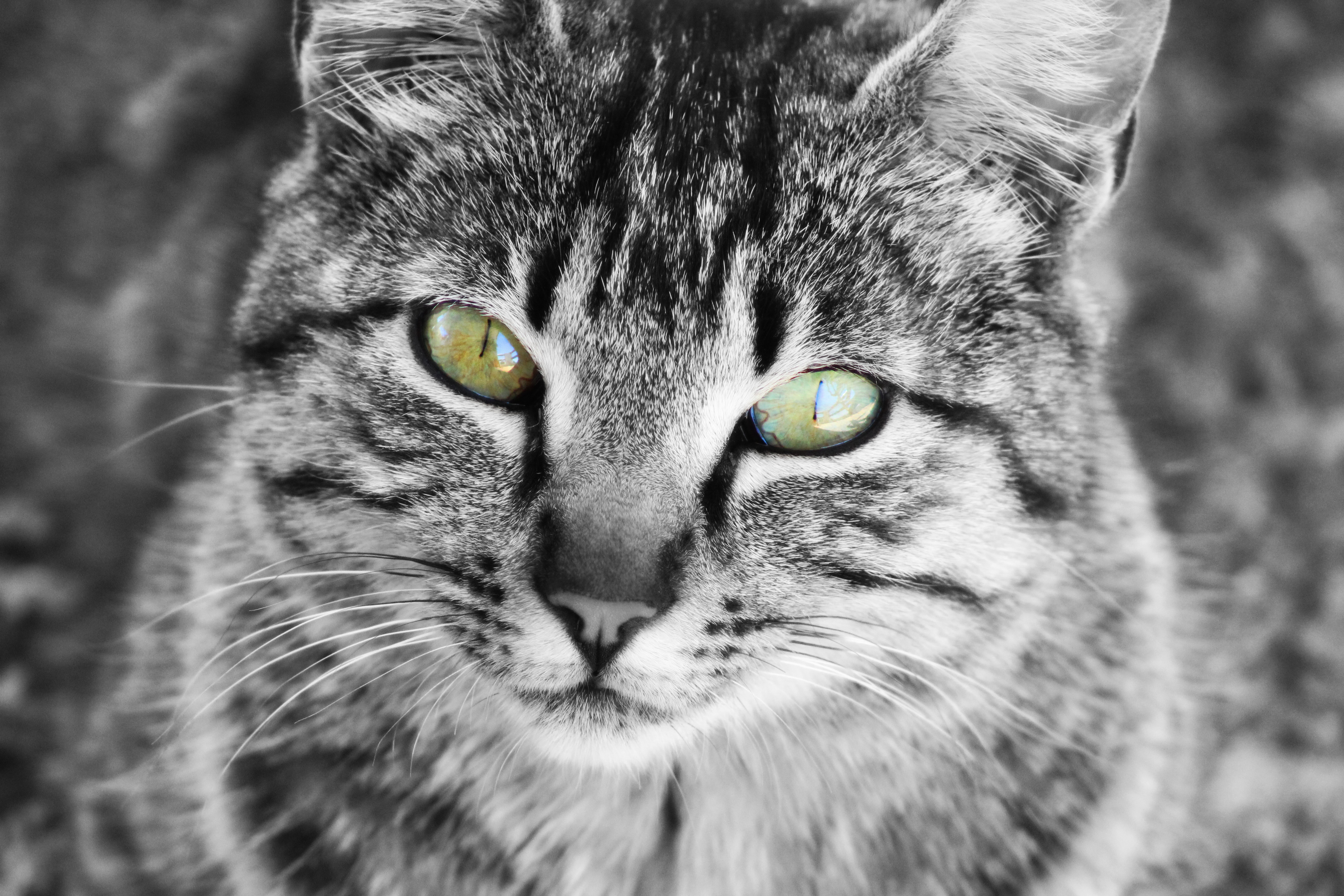 stray cat, feline, looking, cat hair, observe, selected, looking at camera, look, green eyes, cute cat, animal home, gray, face, cats nose, black and white, HD Wallpaper