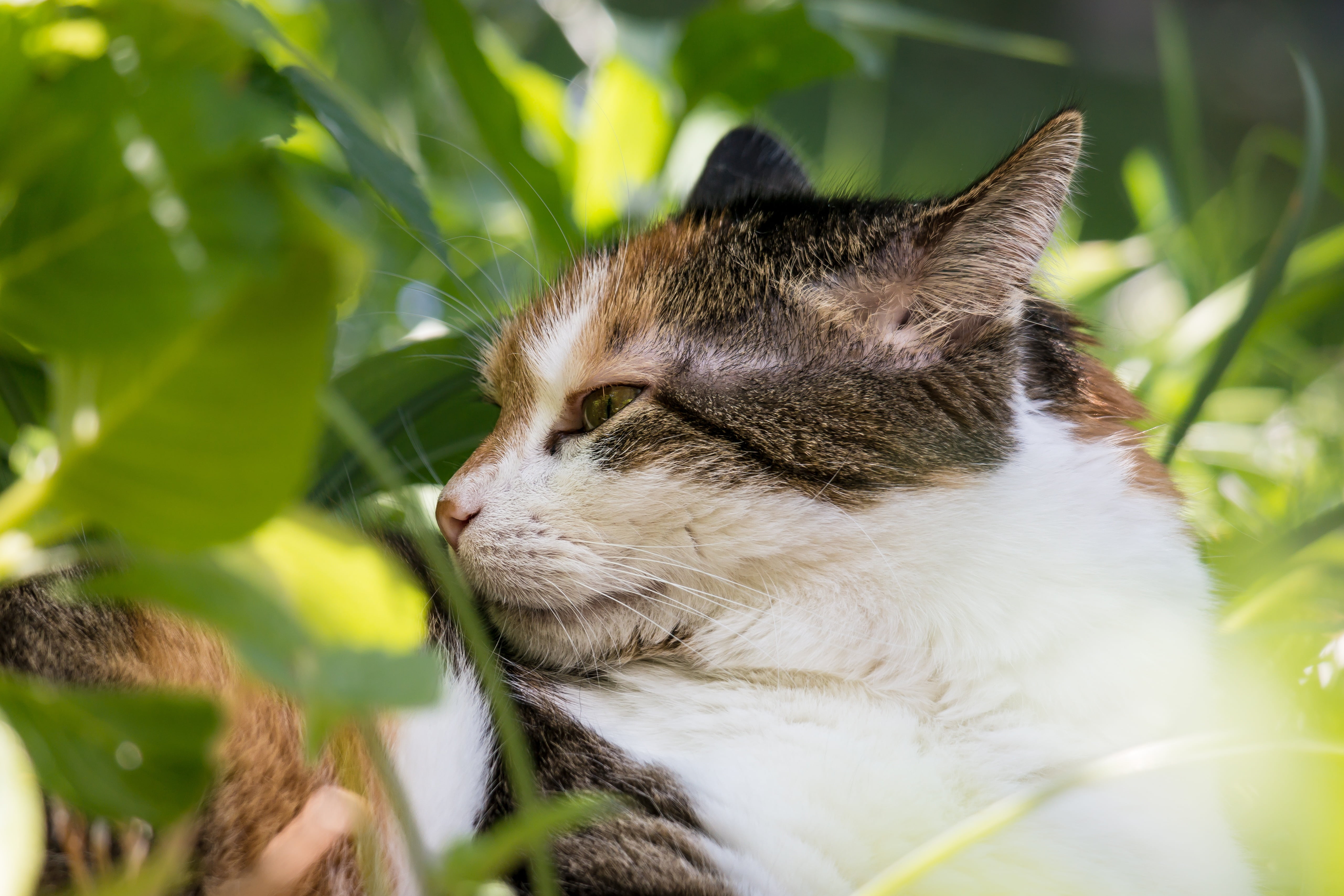 animal, domestic, plant, bush, 5K, observation, mieze, cat, close-up, hiding place, pets, domestic cat, looking, plant part, hidden, selective focus, relaxation, HD Wallpaper
