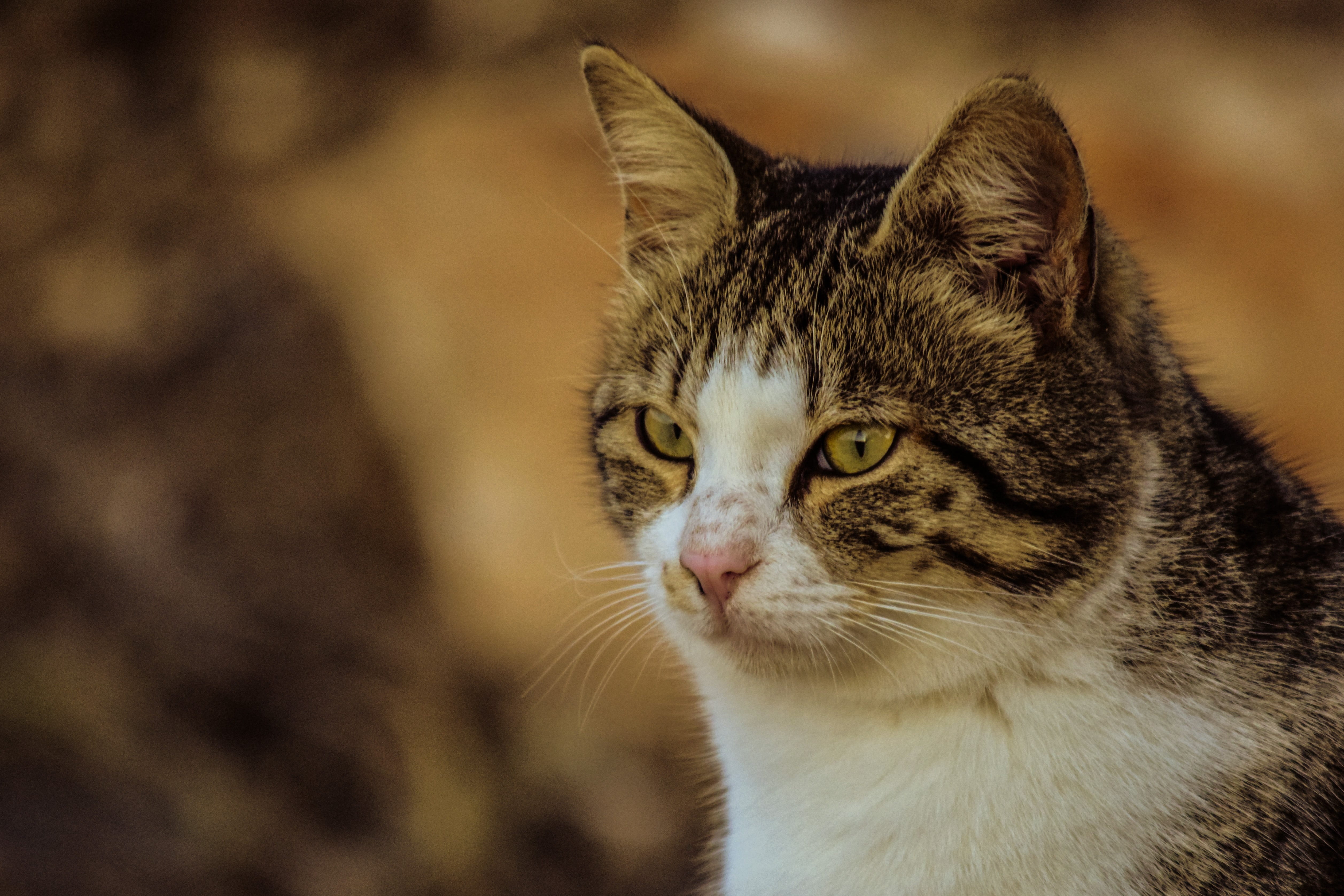 vertebrate, silver, looking, portrait, whisker, animal eye, animal themes, domestic cat, short, kitten, stray, outdoor, one animal, no people, close-up, HD Wallpaper