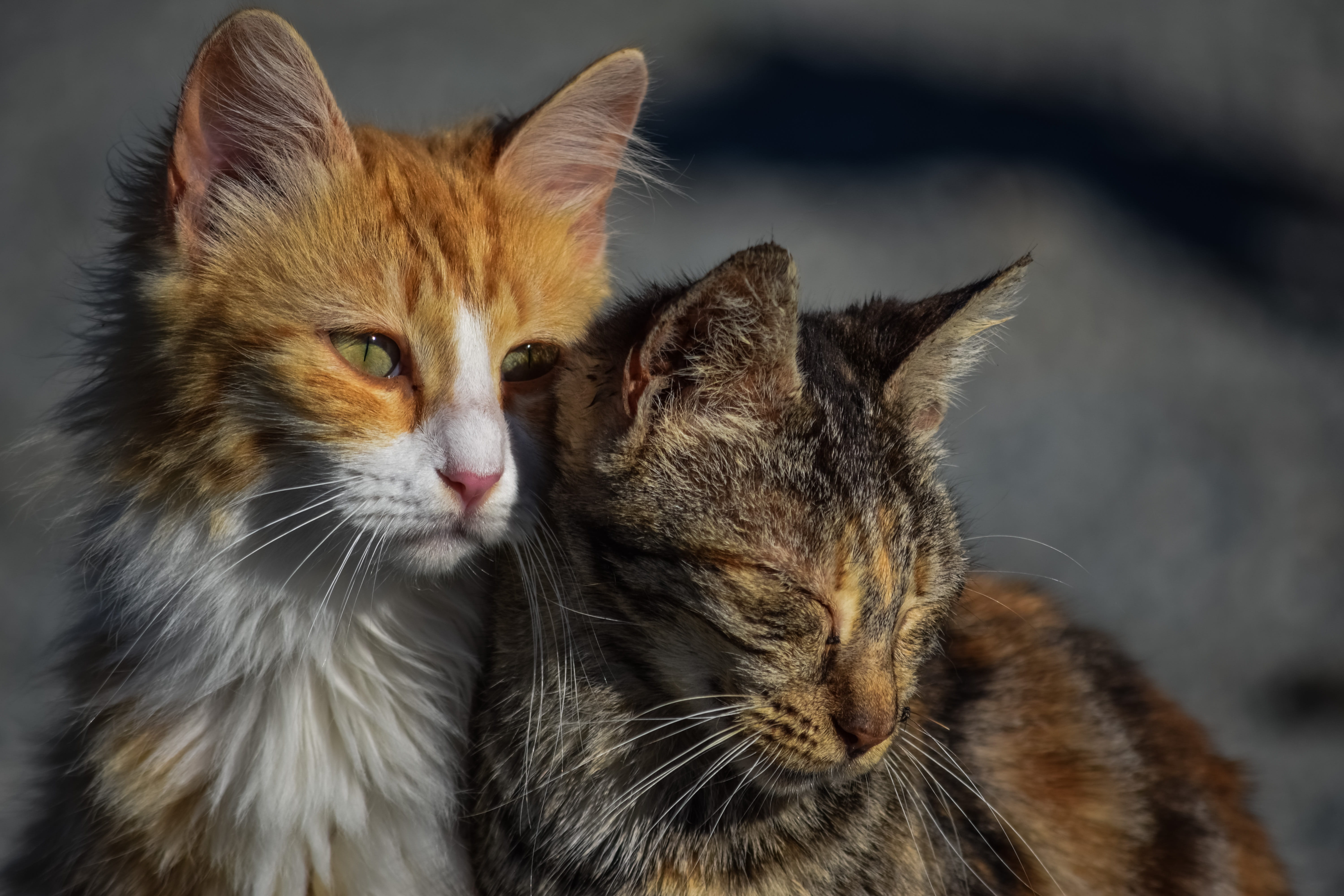 5K, eyes, pets, whisker, photography, sad, relaxation, portrait, vertebrate, animal body part, close-up, mammal, animal, looking, friends, one animal, HD Wallpaper