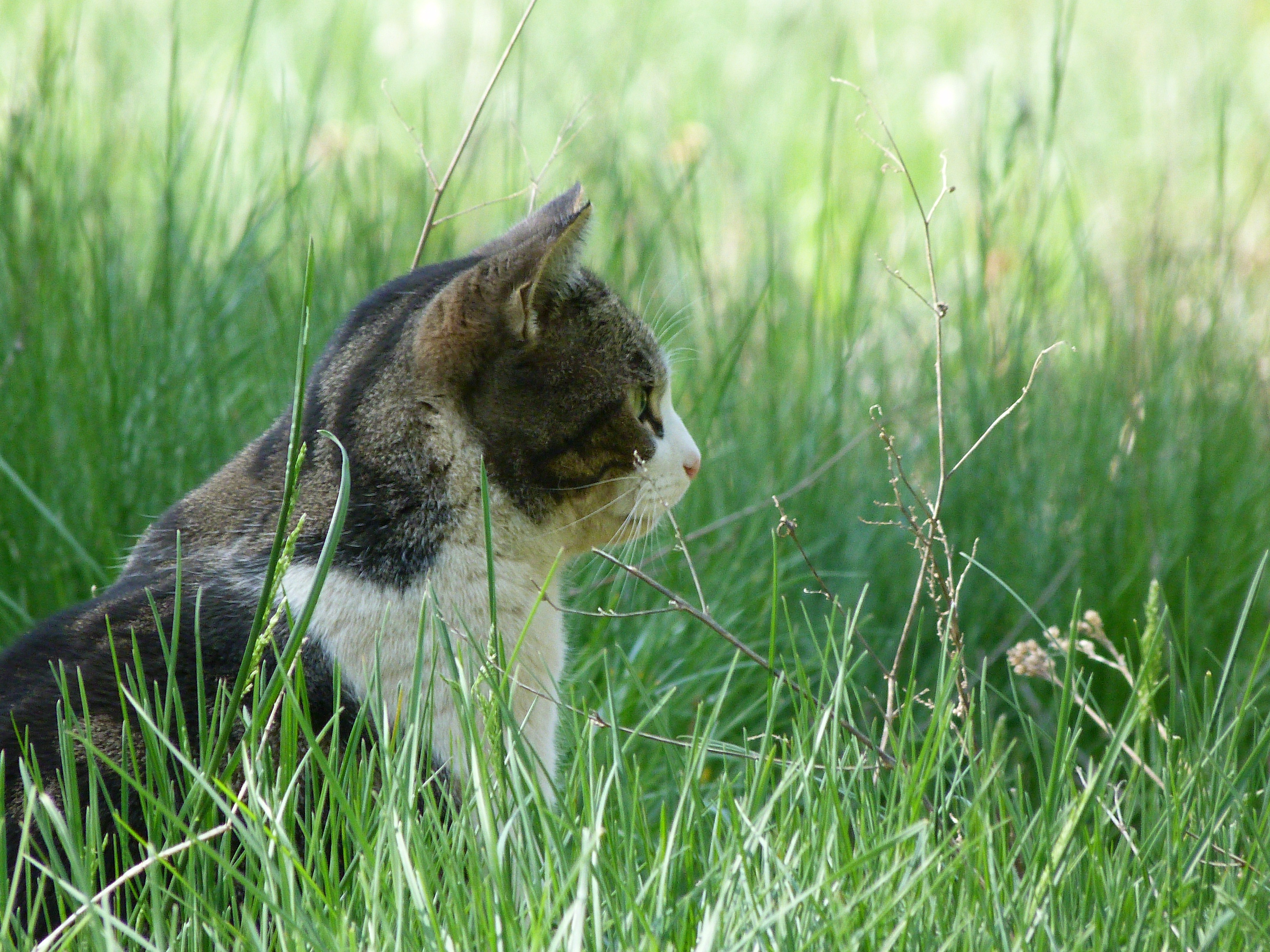 growth, pet, vertebrate, animal, animals, white, whisker, mammal, sharing, animal themes, 4K, brown, looking, grass, tabby, look, no people, head, day, HD Wallpaper