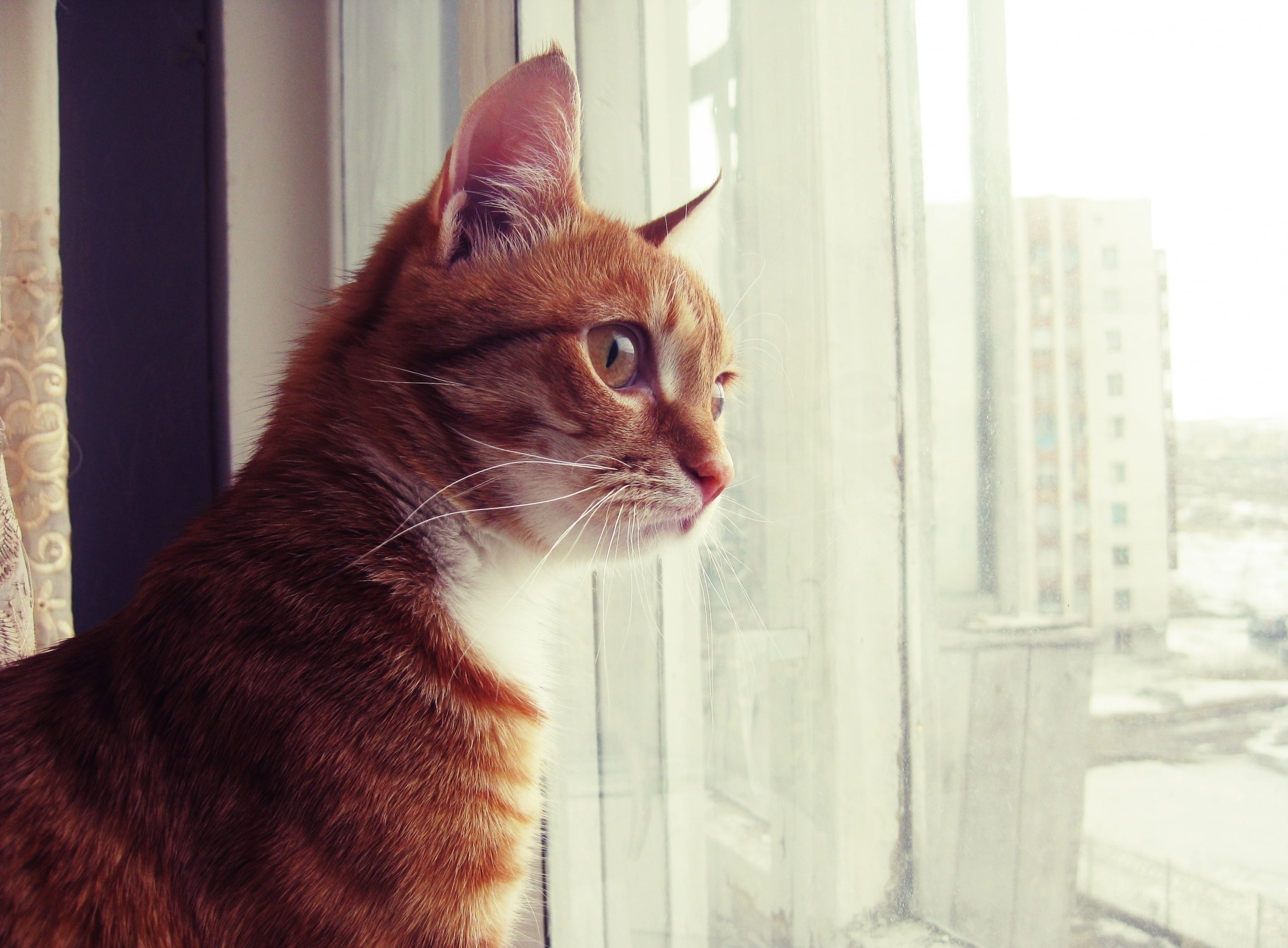 pets, window, ginger cat, day, animal, indoors, orange, looking, close-up, no people, mammal, animal themes, looking away, feline, face, domestic cat, focus on foreground, HD Wallpaper