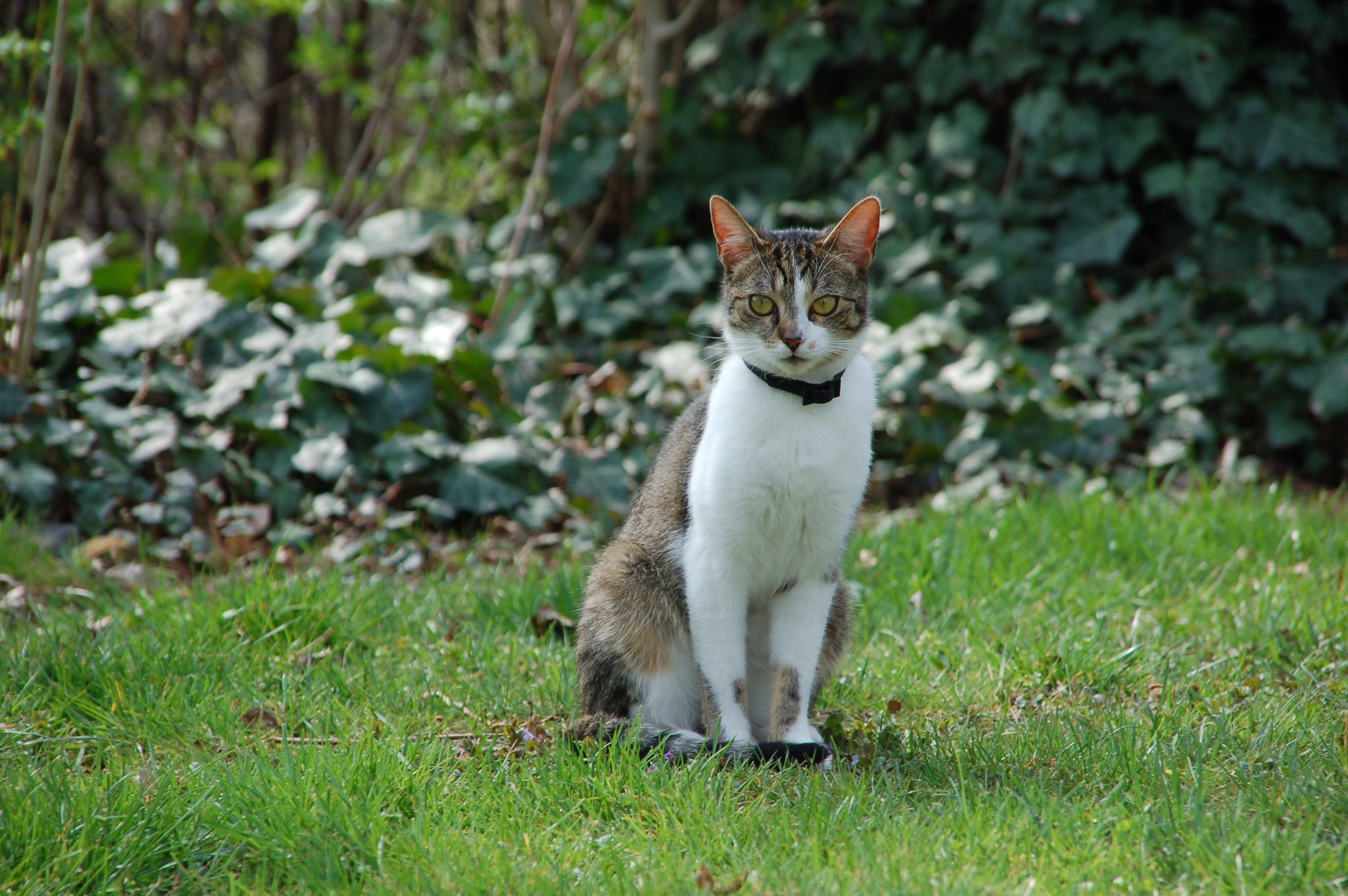 eyes, relax, animals And Pets, one animal, outdoors, nature, pets, land, natureworld, chill, Domestic Cat, garden, domestic, field, pet, plant, cat, dear, HD Wallpaper