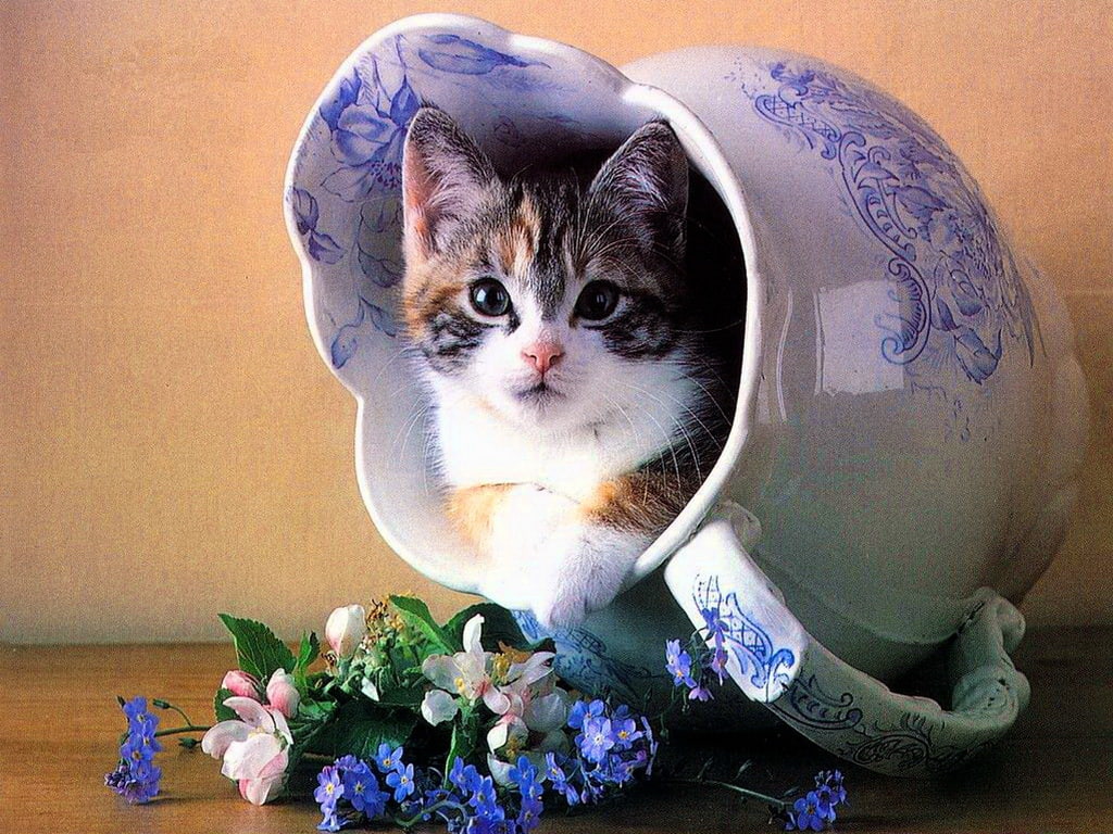 cat, hidden, Flowers, 480P, hd, art, PLACE, kitty, safe, kitten, cats, animals, HD Wallpaper