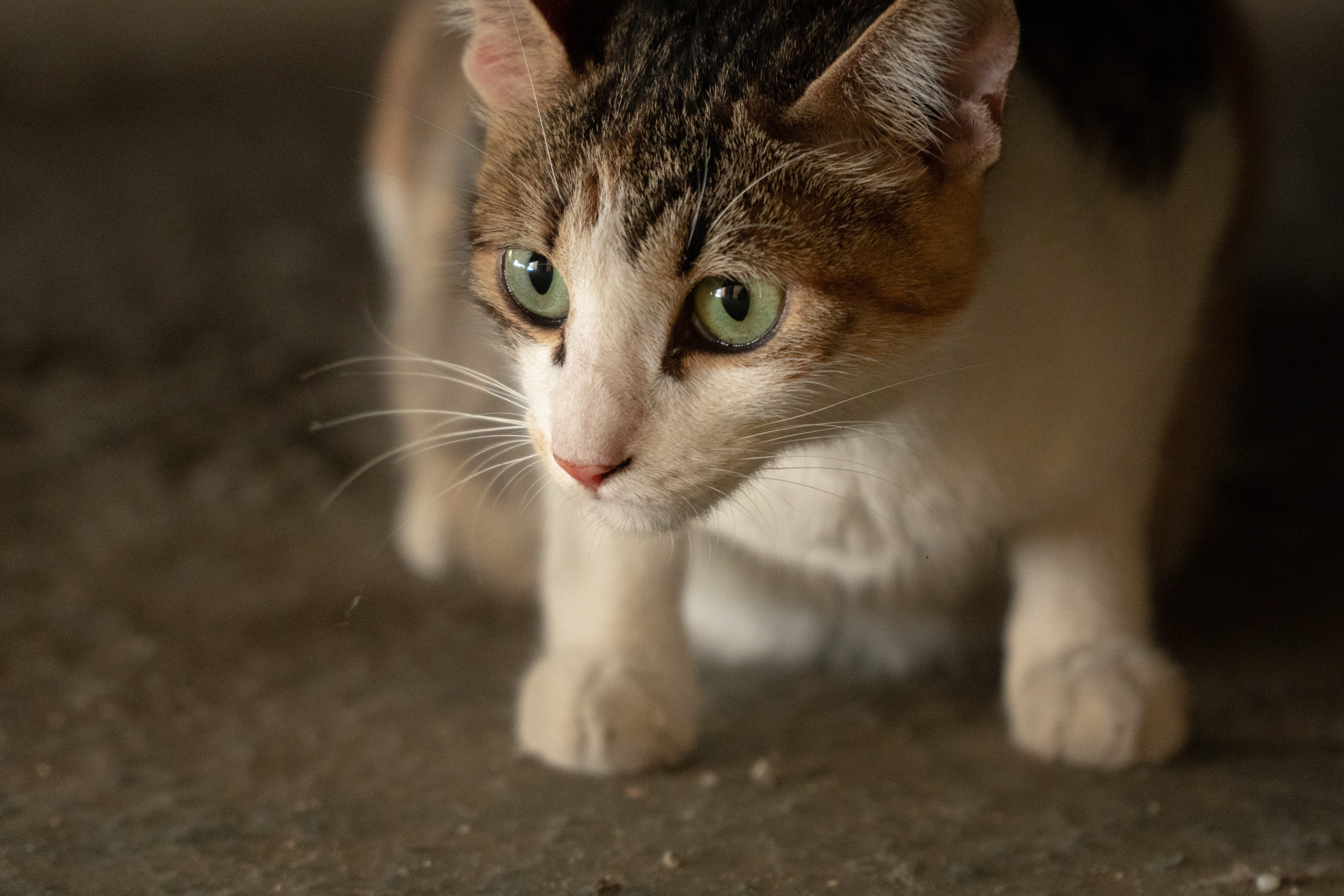 focus on foreground, whisker, animal themes, close-up, feline, animal head, portrait, looking at camera, winner of the tabby cat, one animal, no people, HD Wallpaper