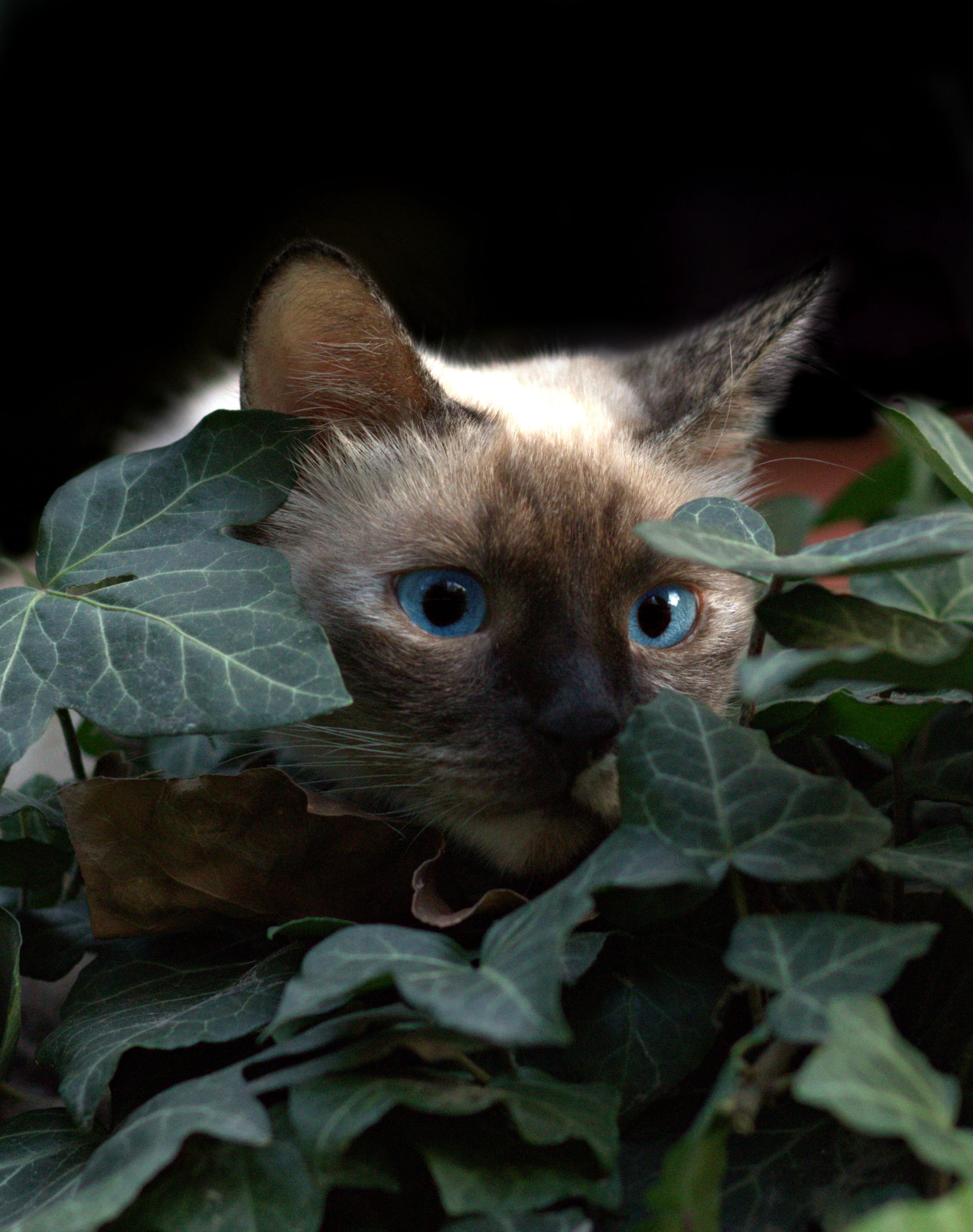 one animal, indoors, burmese, whisker, nice, animal eye, plant part, leaves, hidden, domestic, siamese, blue eyes, feline, cat, leaf, mammal, vertebrate, Phone HD Wallpaper
