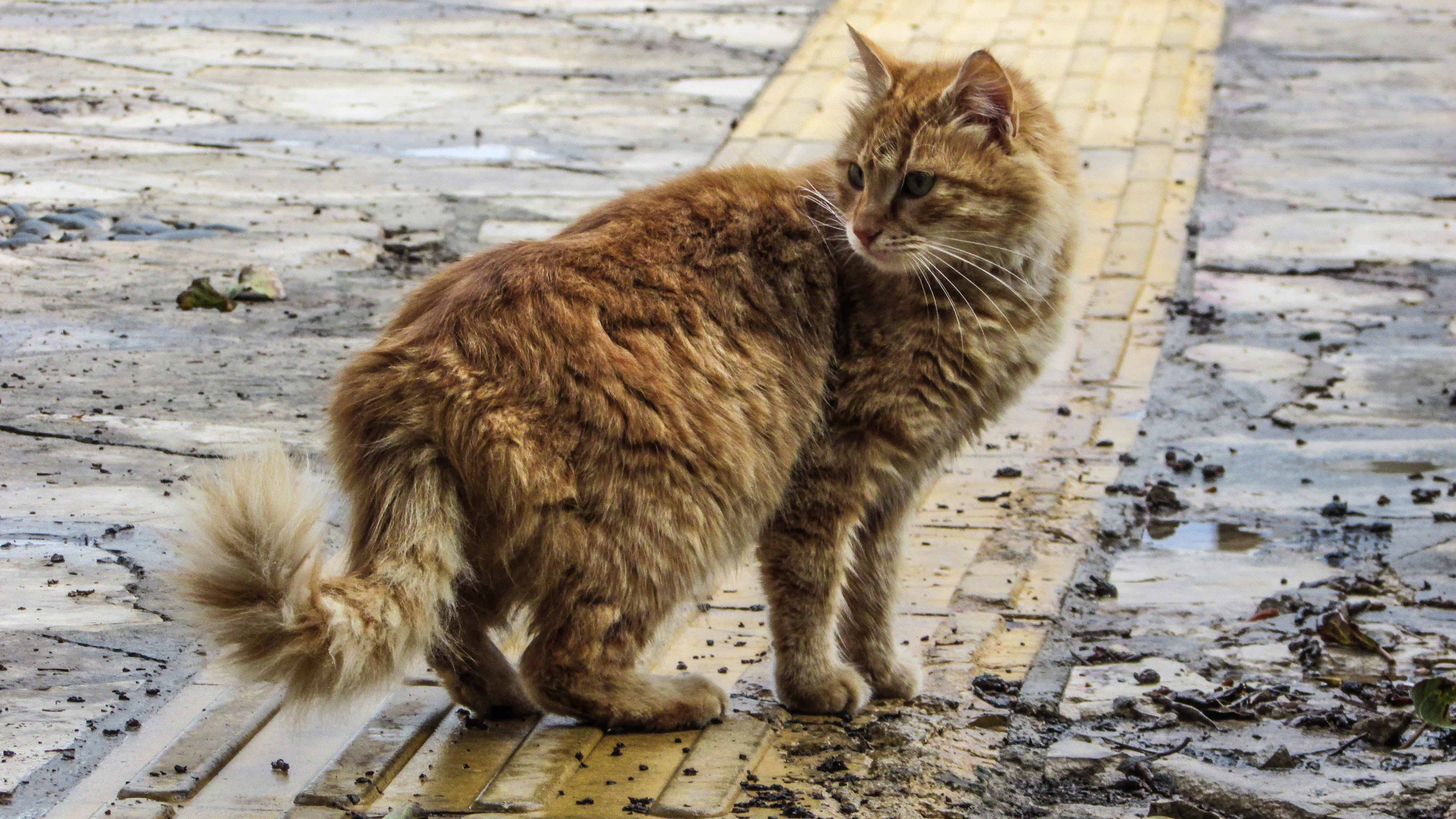 kitten, Street, animal themes, looking, domestic, fur, Cat, kitty, one animal, homeless, animal, Stray, Animal, footpath, whisker, 4K, nature, day, no people, HD Wallpaper