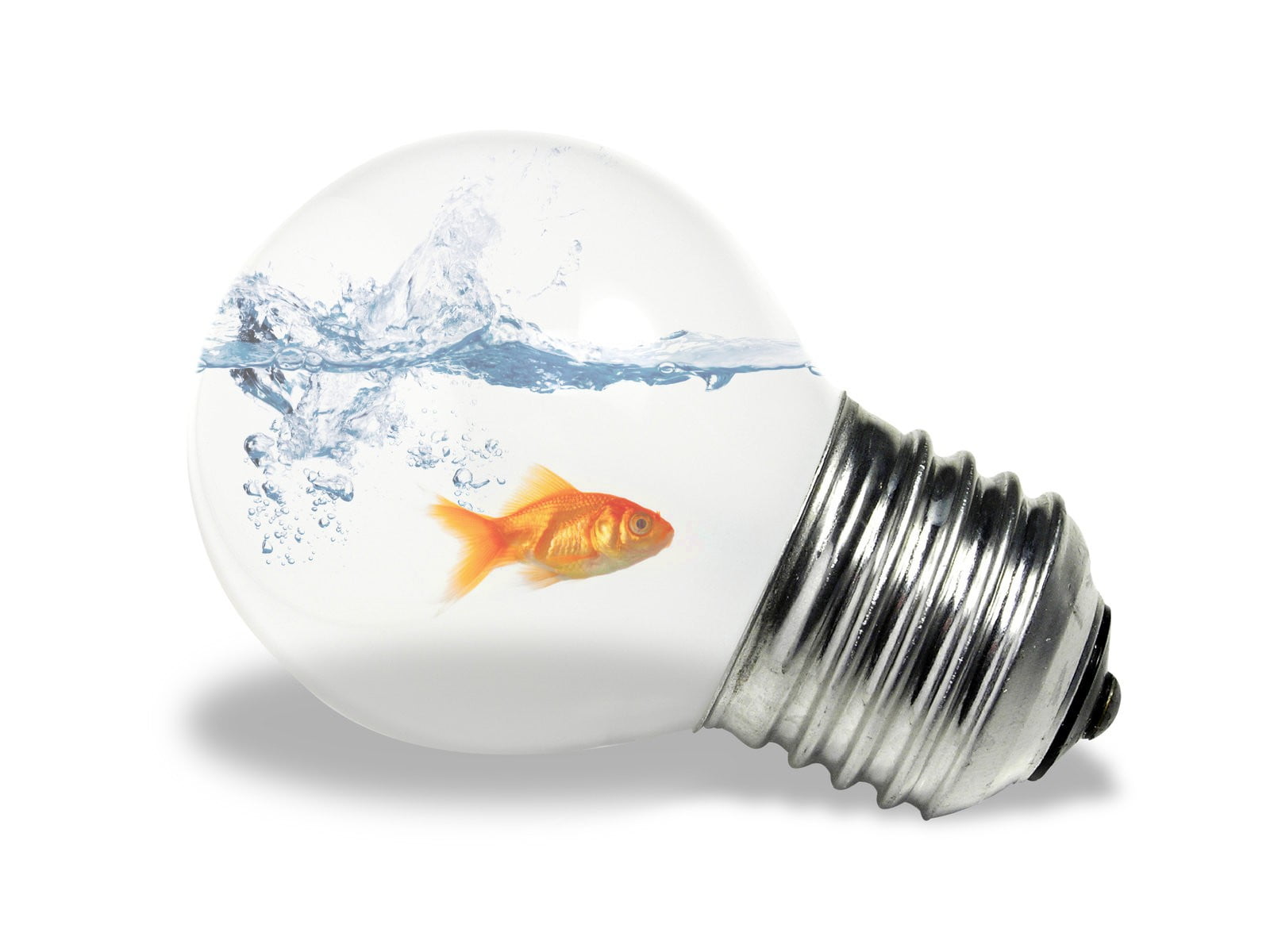 white Background, white, electric Lamp, no people, light Bulb, electricity, pets, edition, illuminated, inside, water, equipment, environmental Conservation, HD Wallpaper
