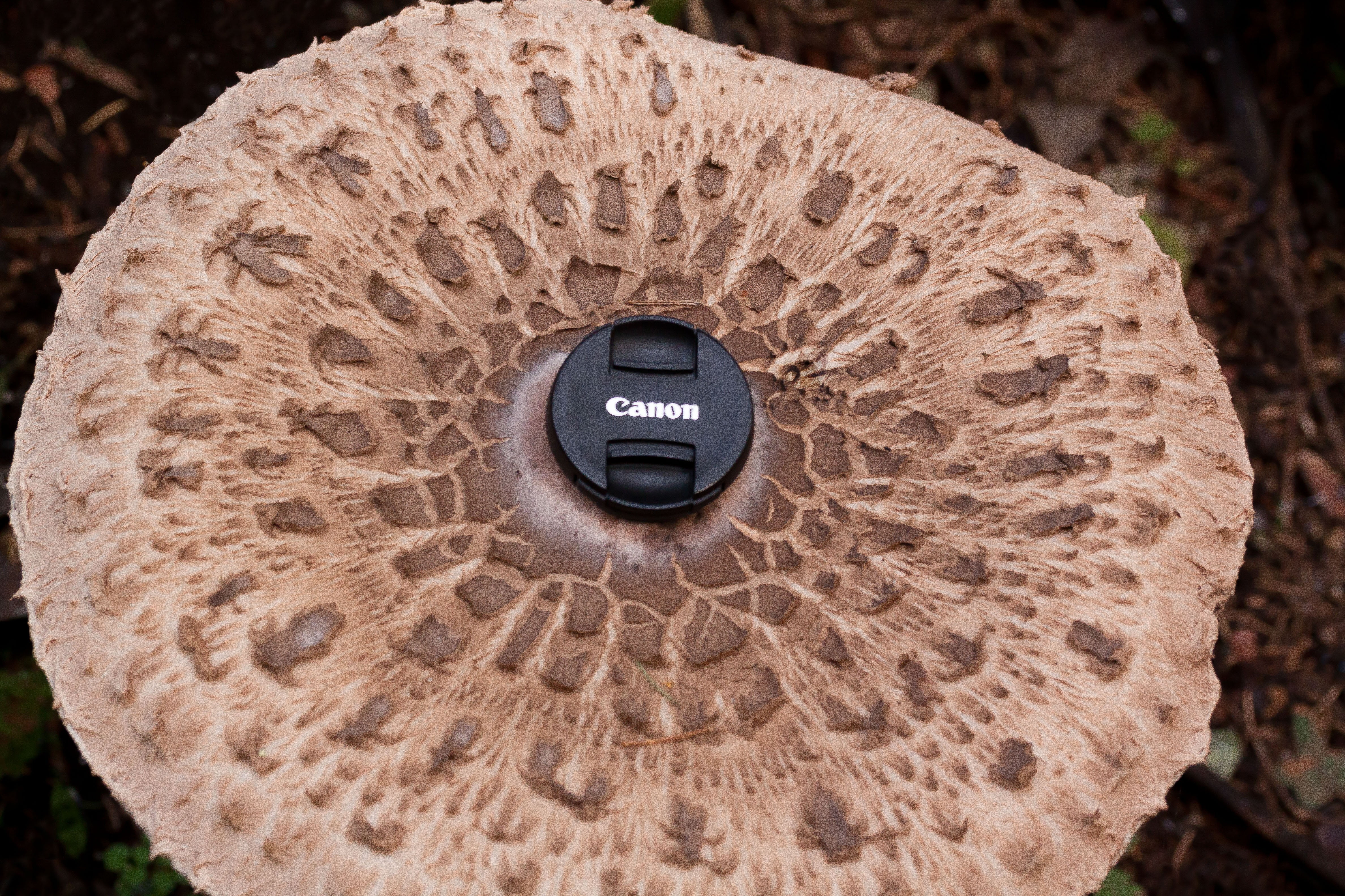 number, mushroom, cap, flora, parasol, text, focus on foreground, communication, outdoors, dark, forest, technology, screen fungus, brown, pattern, land, HD Wallpaper