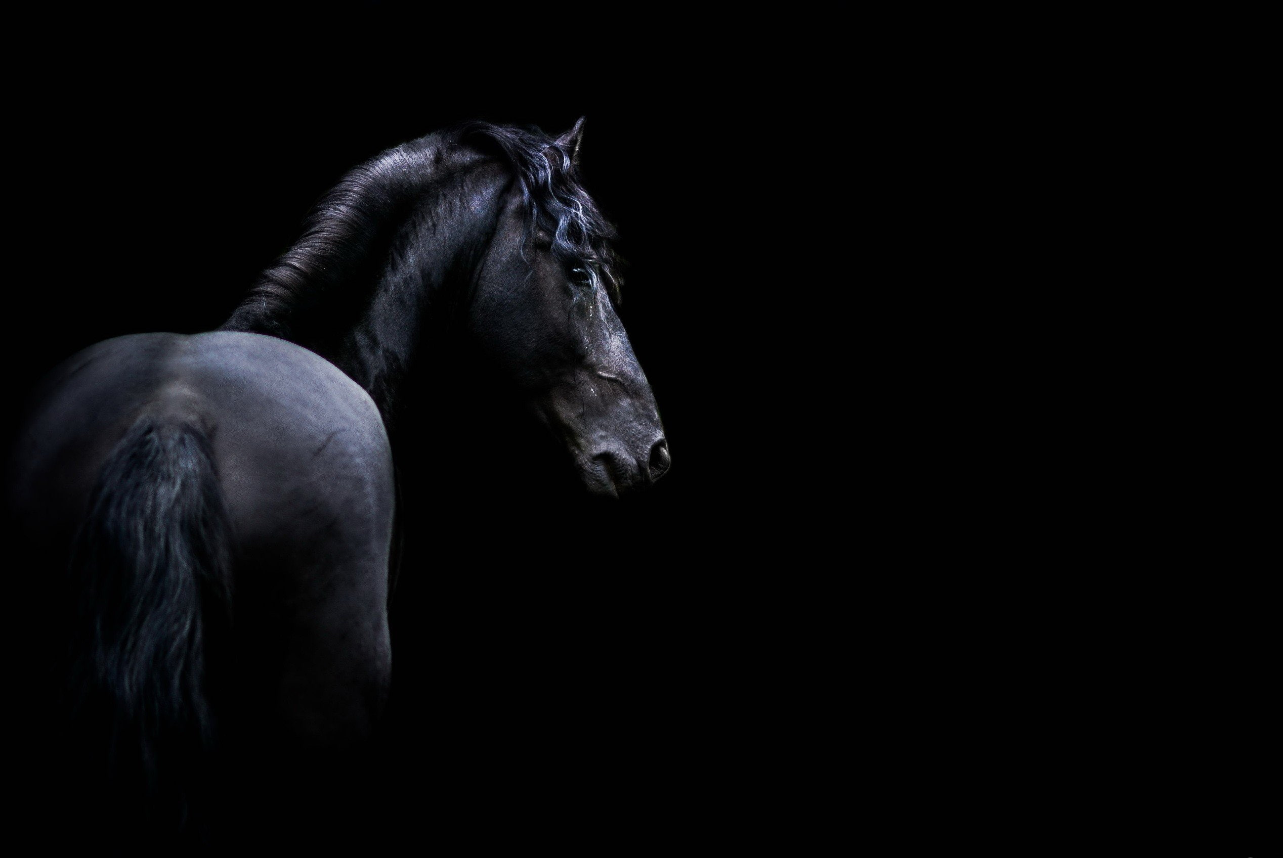 animal themes, mammal, animal wildlife, animal, working animal, profile view, domestic animals, one animal, livestock, animal body part, copy space, abstracto, HD Wallpaper