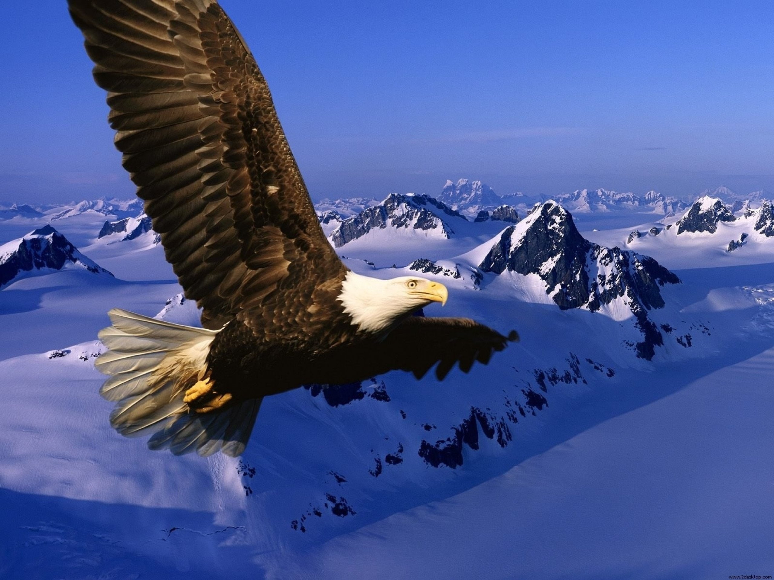 aguila, Animales, real, 2K, Ontaa, HD Wallpaper