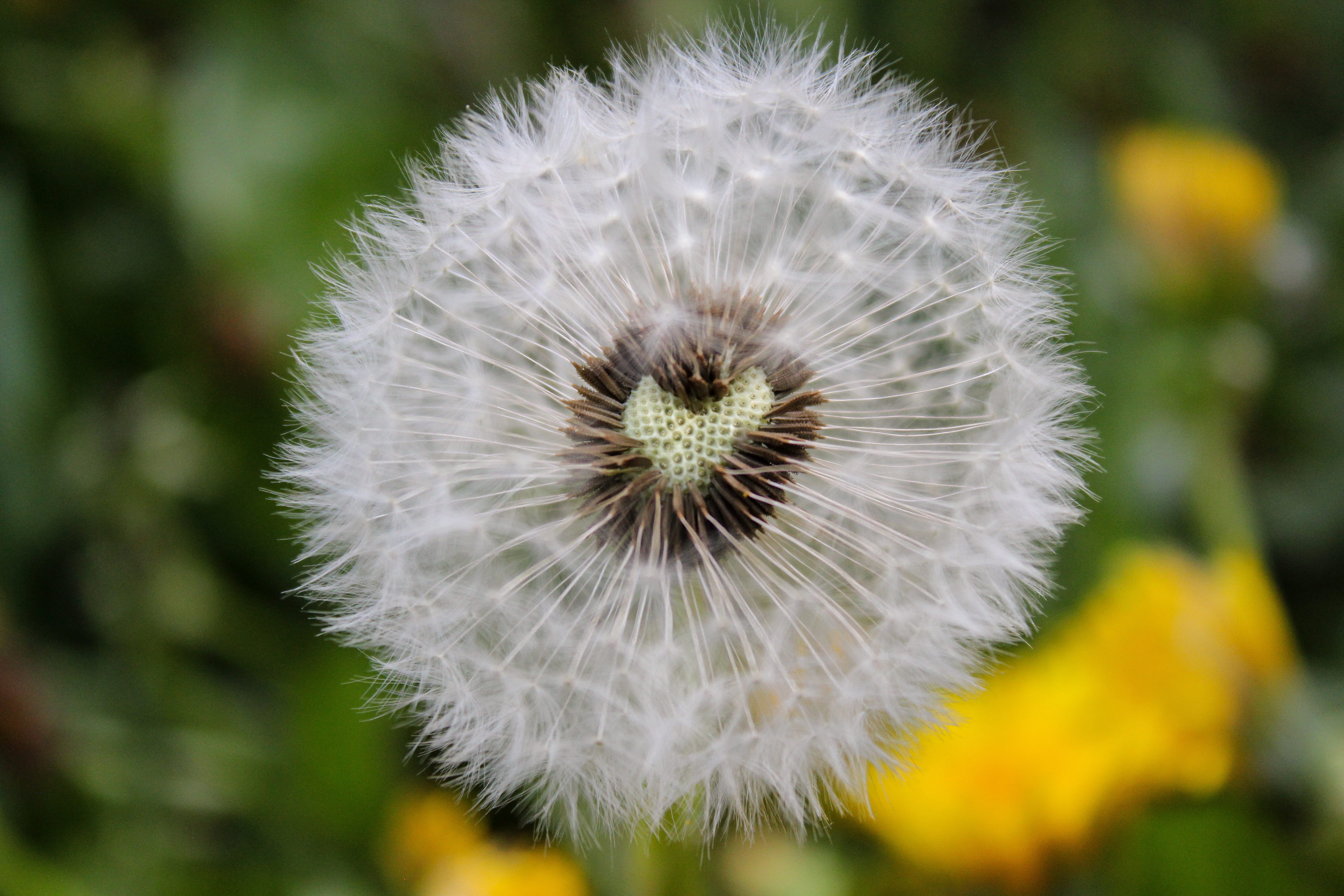 beauty in nature, fluffy, flowering plant, yellow, blow, form, withered, white, summer, nature, selective, fragility, dandelion, art, flower head, day, HD Wallpaper