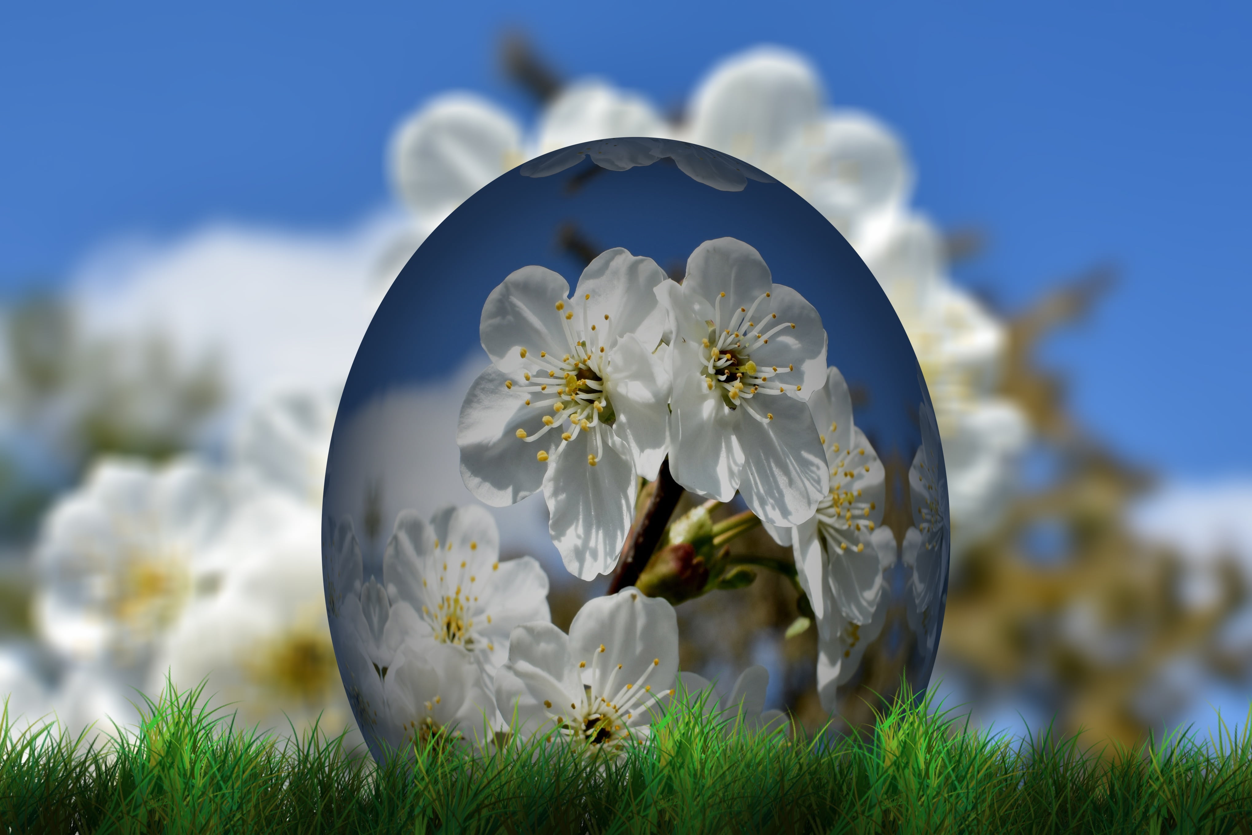 shallow, day, grass, flower, fragility, decoration, meadow, color, white, springtime, beauty in nature, vulnerability, pollen, easter greeting, precious gem, HD Wallpaper