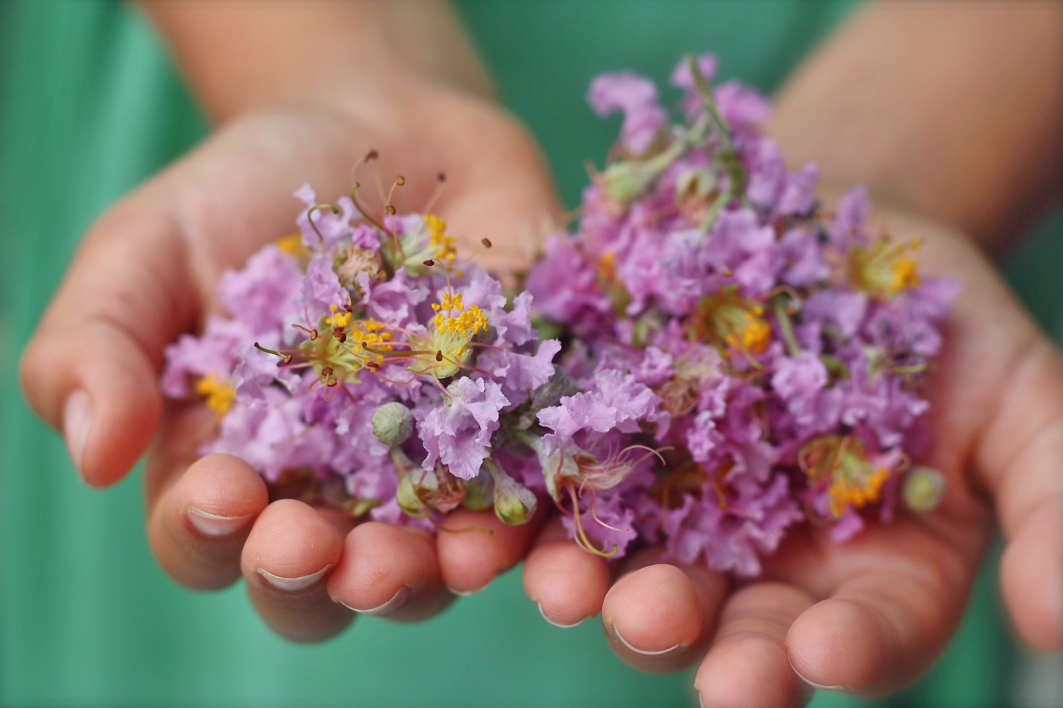 beauty in nature, purple, farm, holding, selective focus, garden, play, summer, fragility, finger, happiness, people, hand, kid, nature, flower head, little, HD Wallpaper