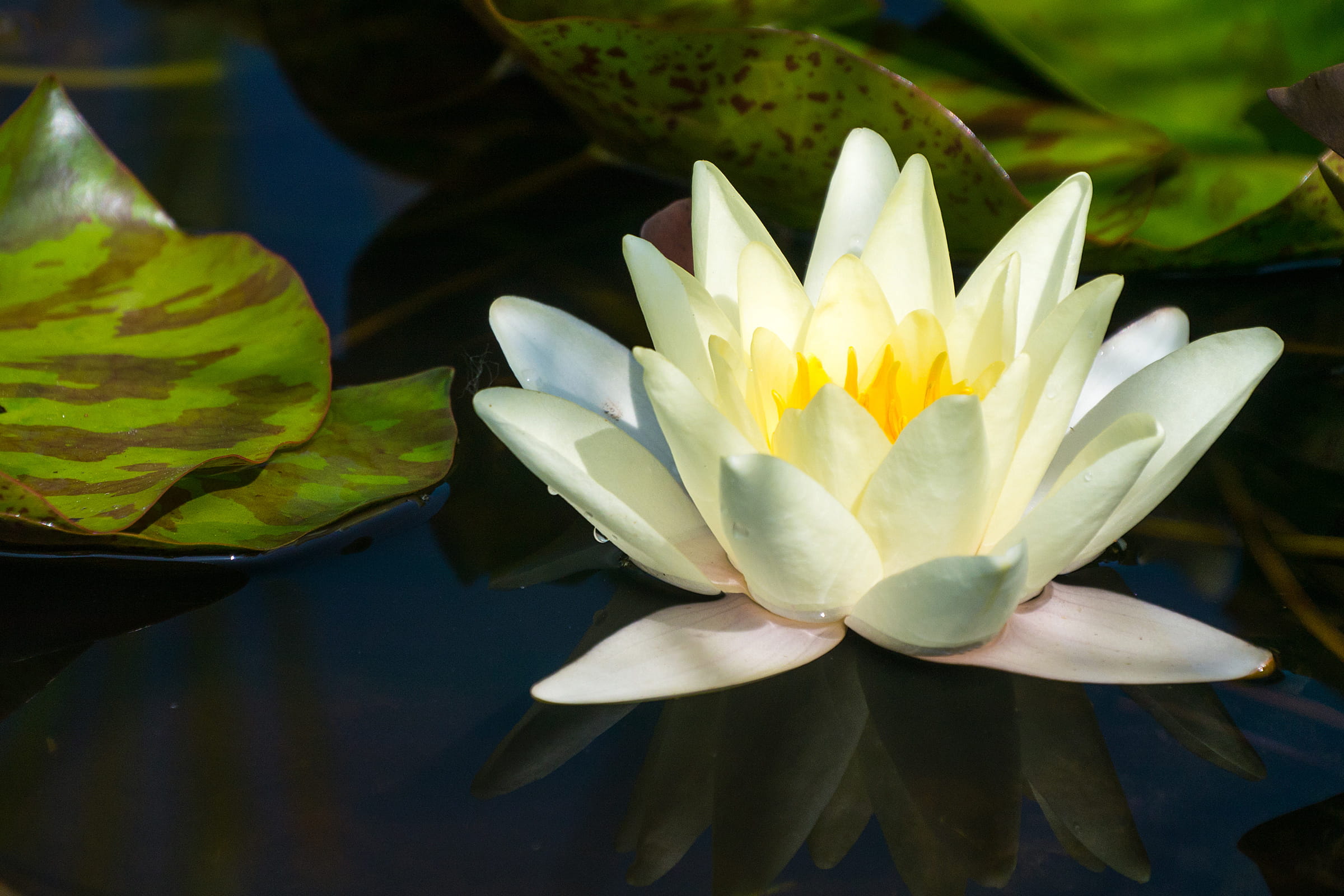 east, waterlilly, asia, zen, aquatic, petal, vulnerability, lilly, lake, petals, outdoors, freshness, flower head, nj, brunswick, wet, garden, inflorescence, HD Wallpaper