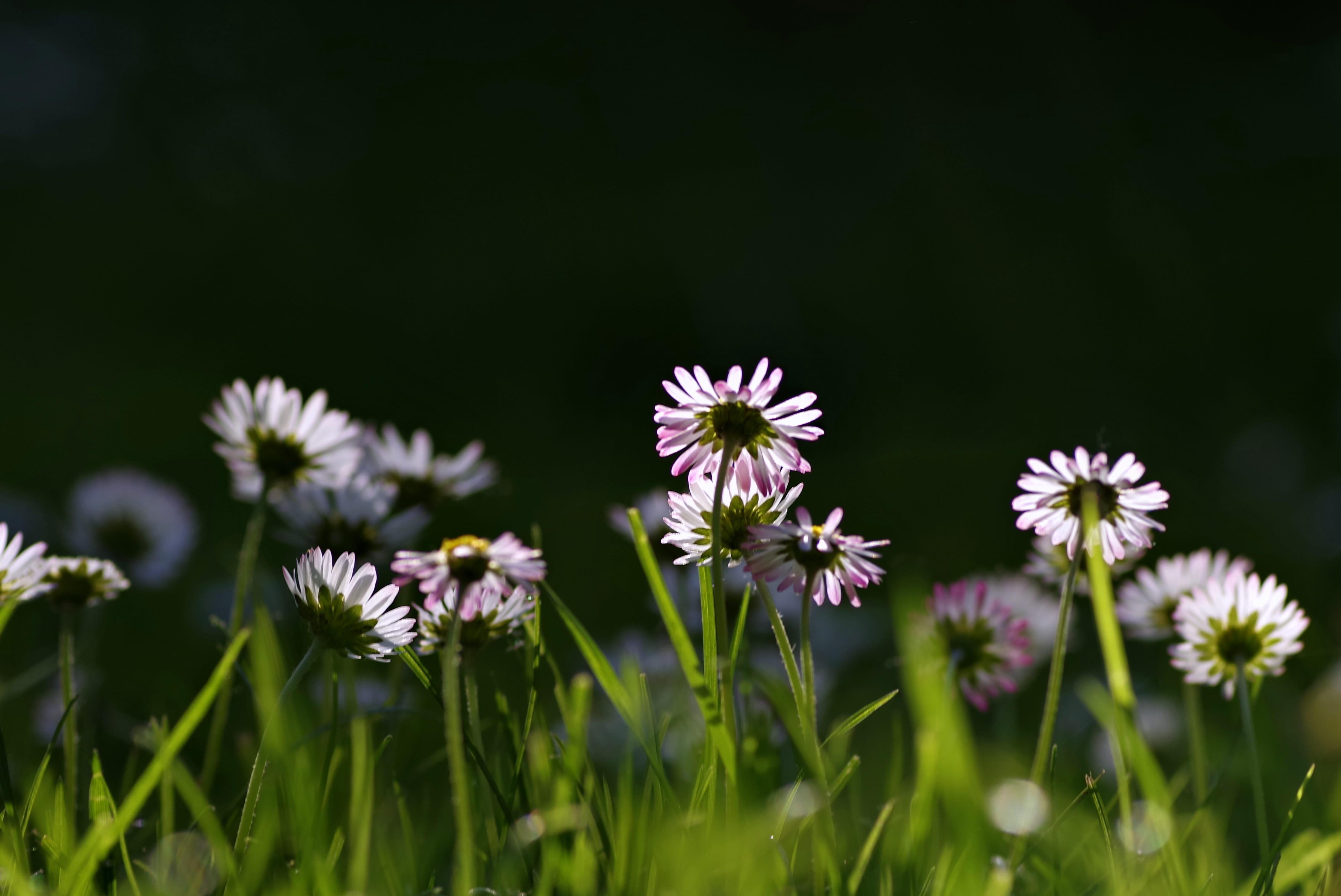 day, green Color, white, close-up, fragility, outdoors, flower head, the delicacy, small flowers, land, flower, closeup, spring, wildflower, grass, selective focus, HD Wallpaper