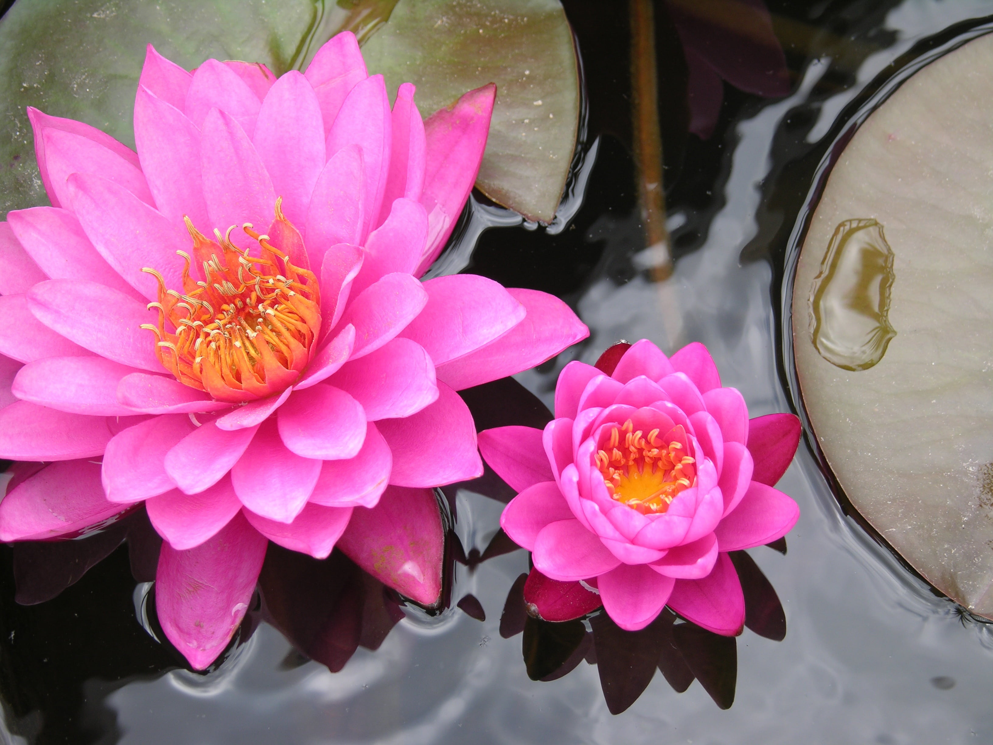 pollen, flower, flower head, waterlily, growth, round, water lily, flowering plant, water garden, pink, zen, daytime, pink color, flora, nature, botanical, HD Wallpaper