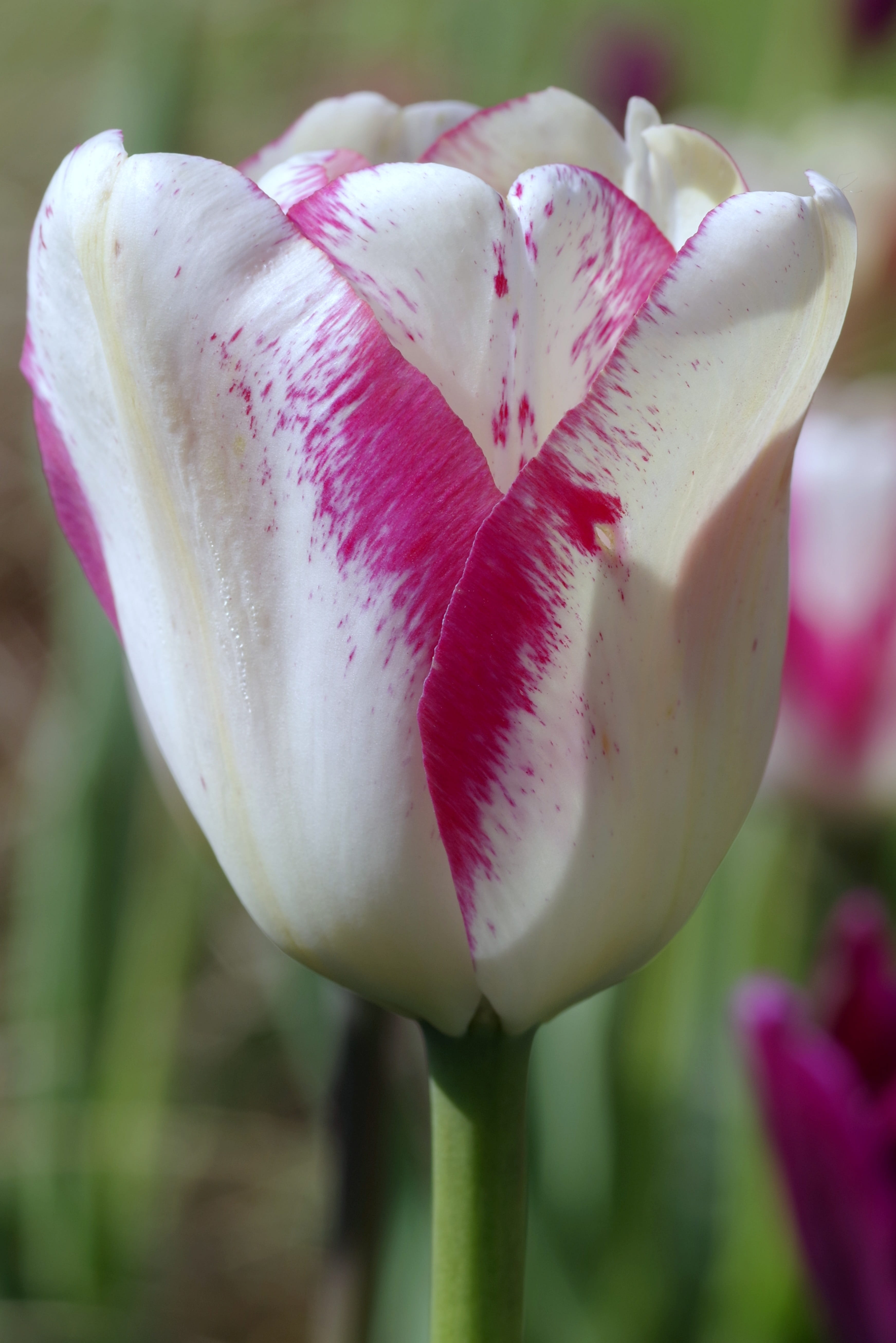 5K, close-up, softness, plant, vulnerability, rosa, two-tone, grass, green Color, spring, Tulip, the petals, petal, feb, leaf, springtime, freshness, White, Phone HD Wallpaper
