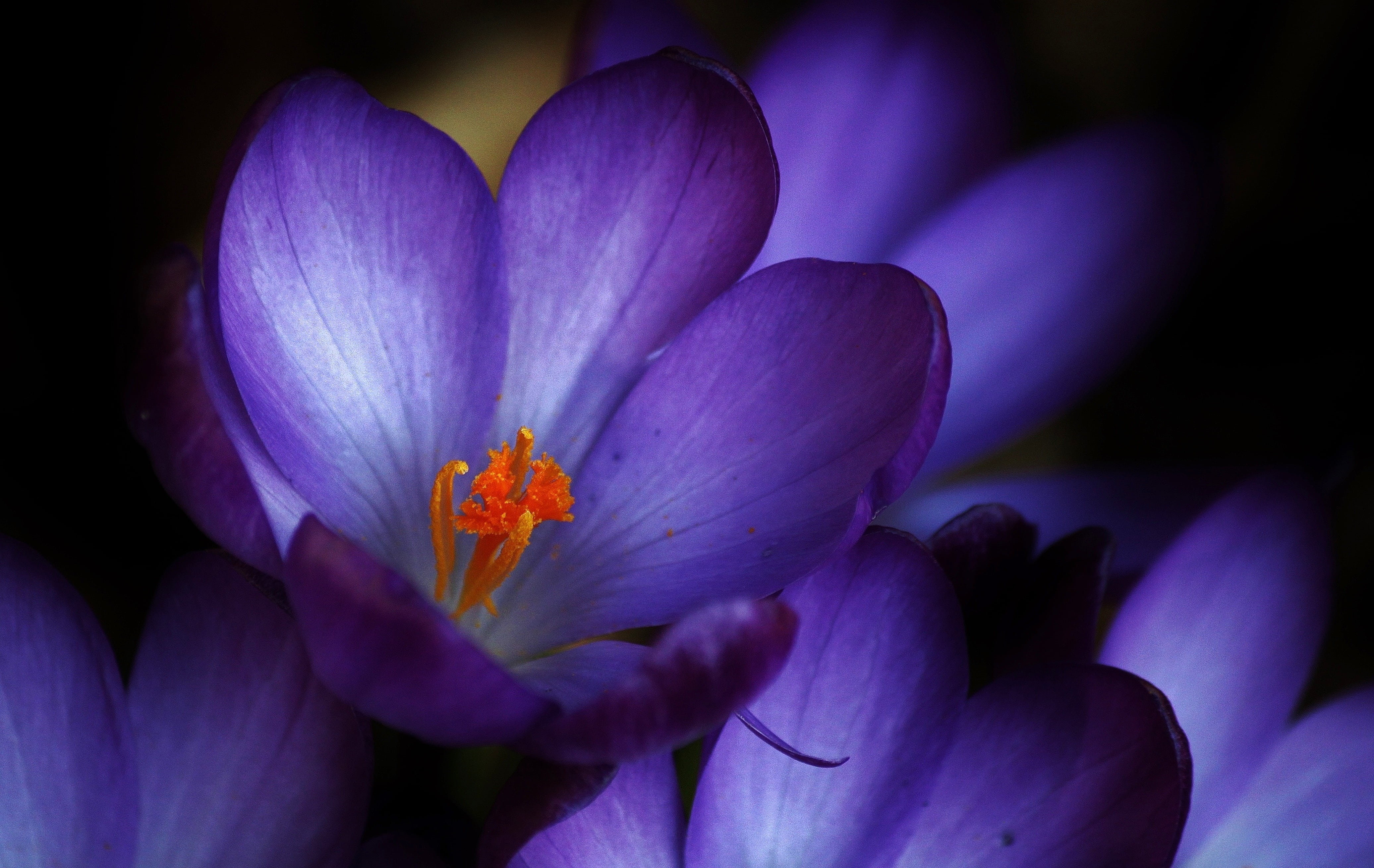 bloom, stamp, purple, botany, vulnerability, light, pollen, flower Head, macro, photo, inflorescence, blossom, flower, violet, crocus, growth, fragility, HD Wallpaper