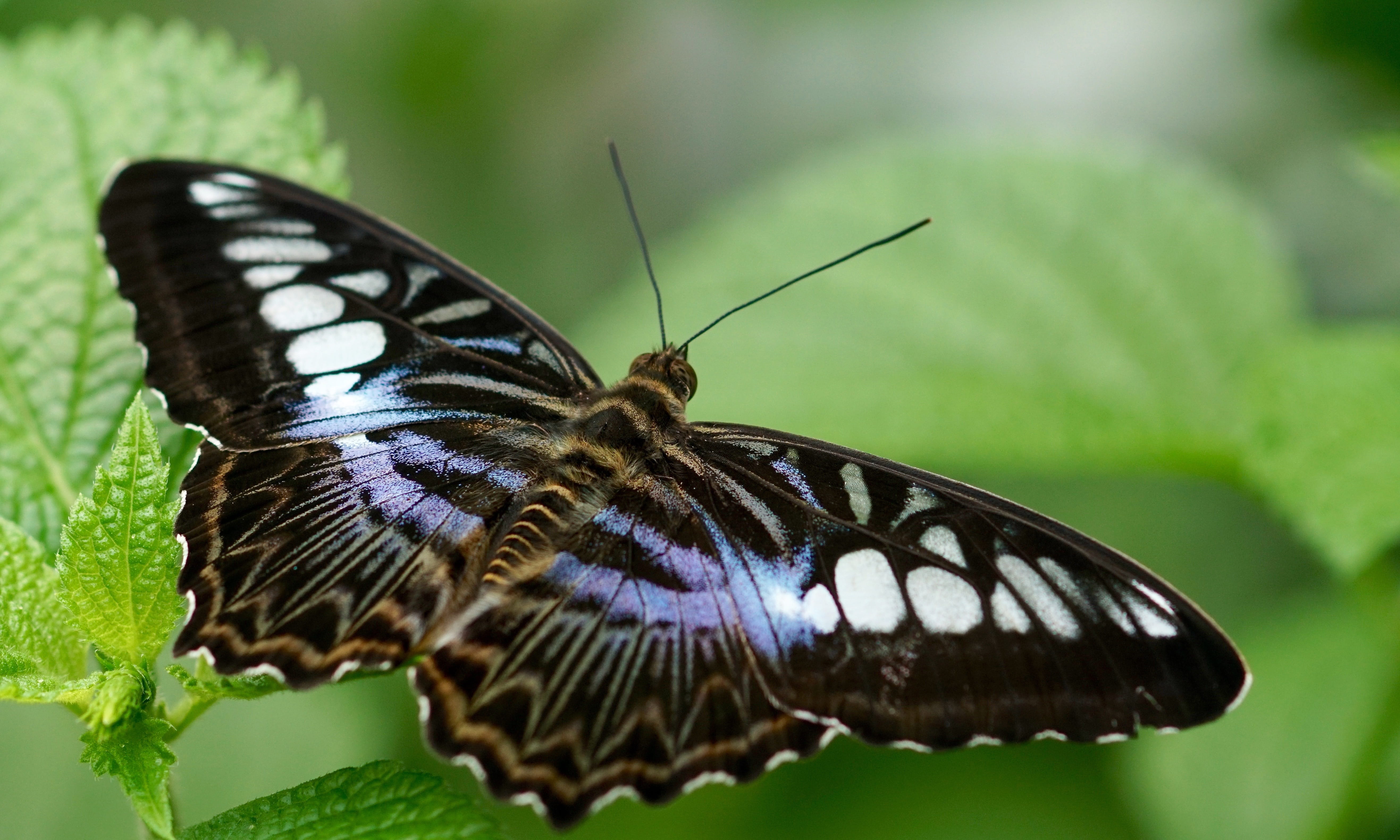 invertebrate, beautiful, focus on foreground, outdoors, no people, entomology, plant part, animal antenna, flower, fly, colorful, garden, bright, animal wing, HD Wallpaper
