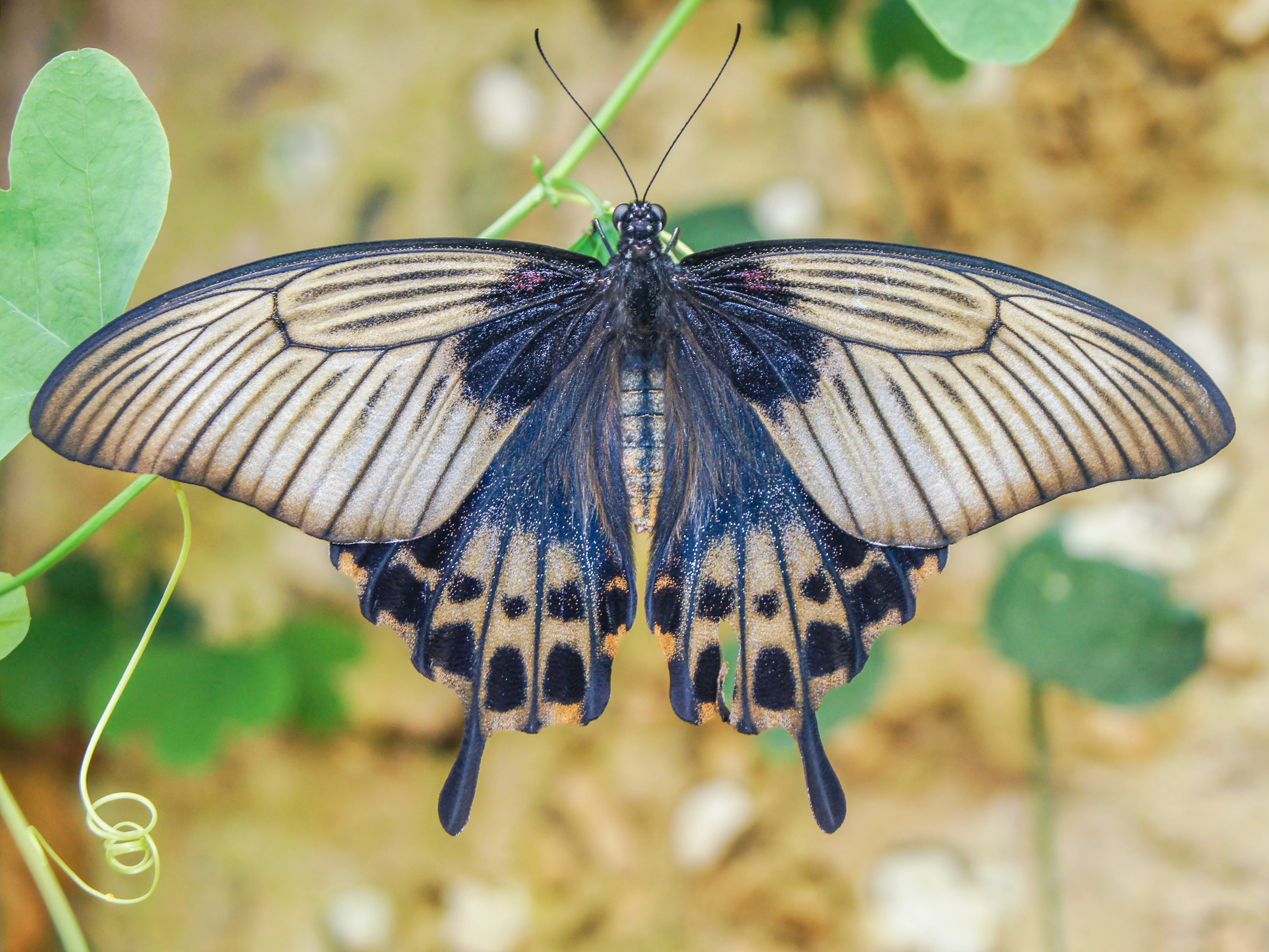 animal Wing, daytime, shallow, biology, plant, animals in the wild, photo, spring, butterfly - Insect, butterfly wings, multi Colored, lepidoptera, close-up, HD Wallpaper