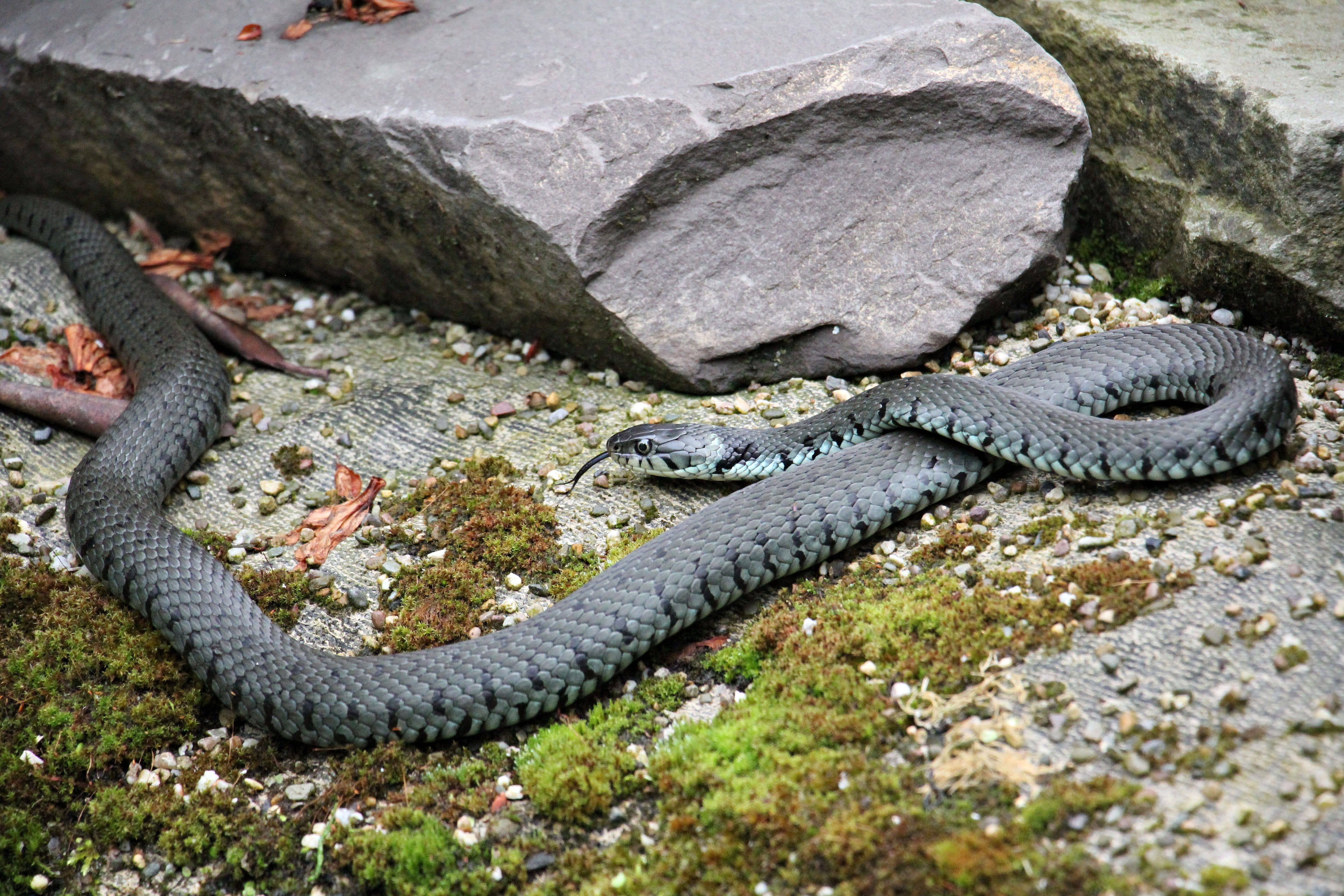 rock - object, water snake, warning sign, nature, alligator, vertebrate, wildlife, poisonous, animal, snake, Grass Snake, water, Reptile, communication, HD Wallpaper