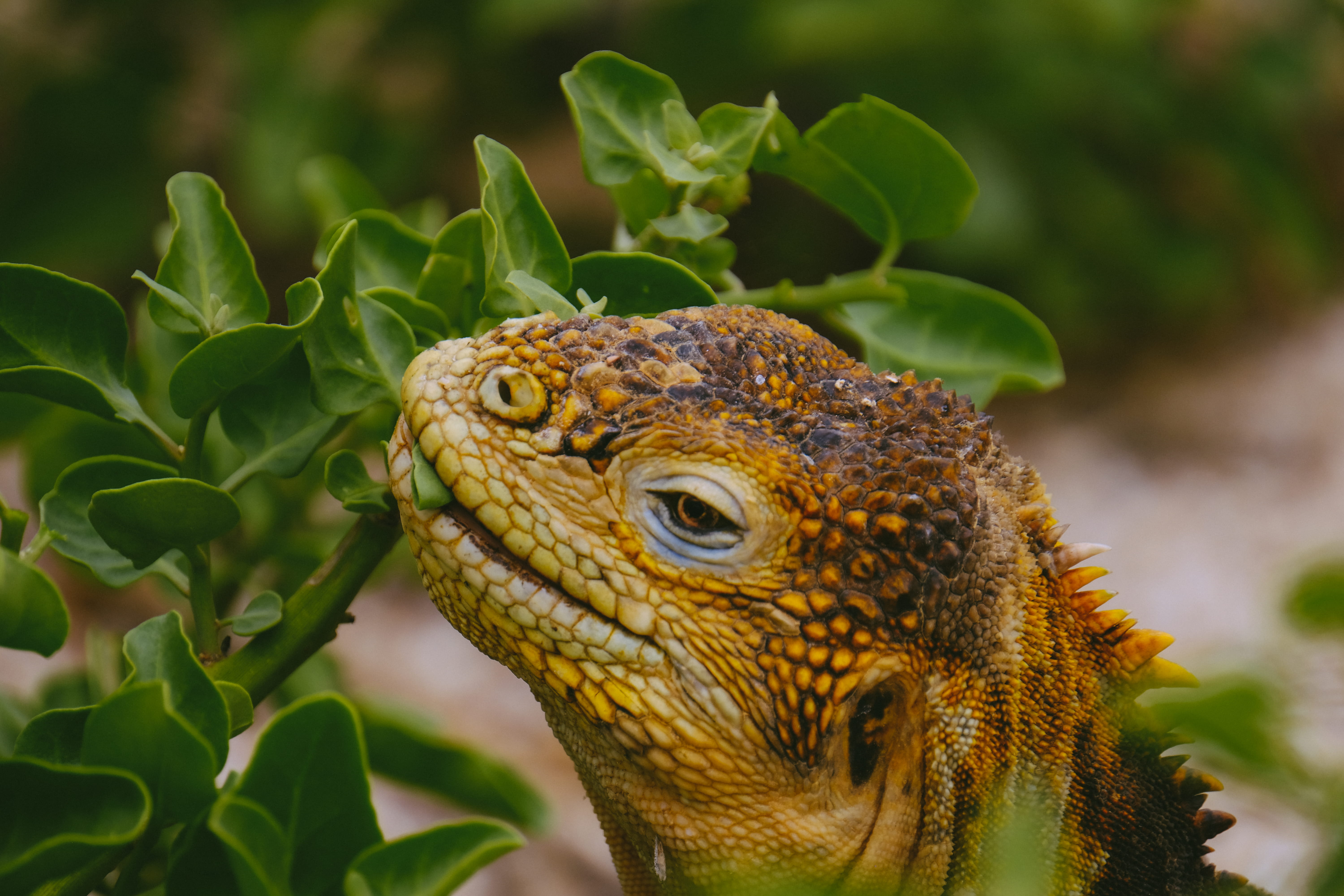 day, iguana, head, grass, animal eye, animal themes, animal head, garden, eye, 5K, plant part, animal, outdoors, daylight, wild, green color, focus on foreground, HD Wallpaper