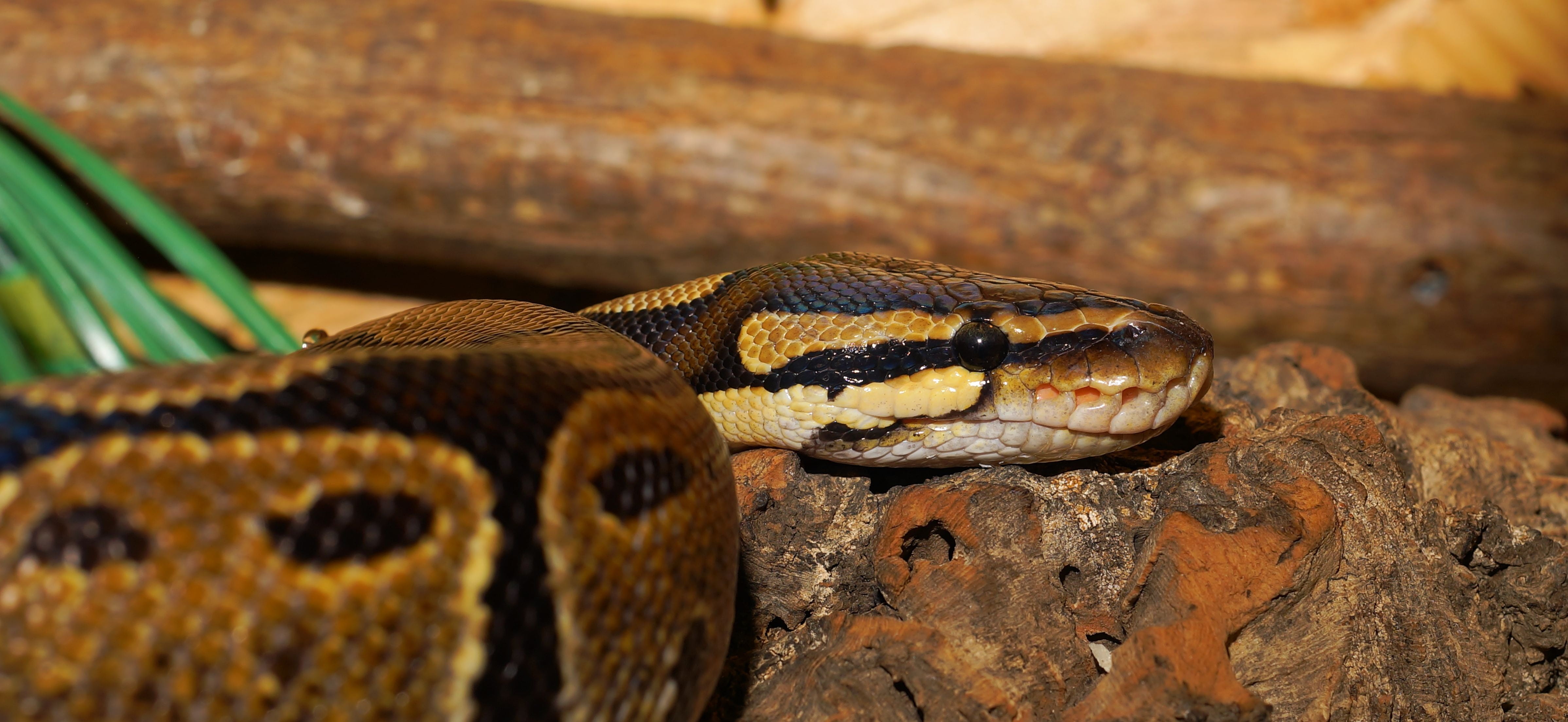 day, photography, animal wildlife, snake, outdoors, bright, 4K, terrarium, beauty, pattern, west and central africa, gold, animal head, animal body part, HD Wallpaper