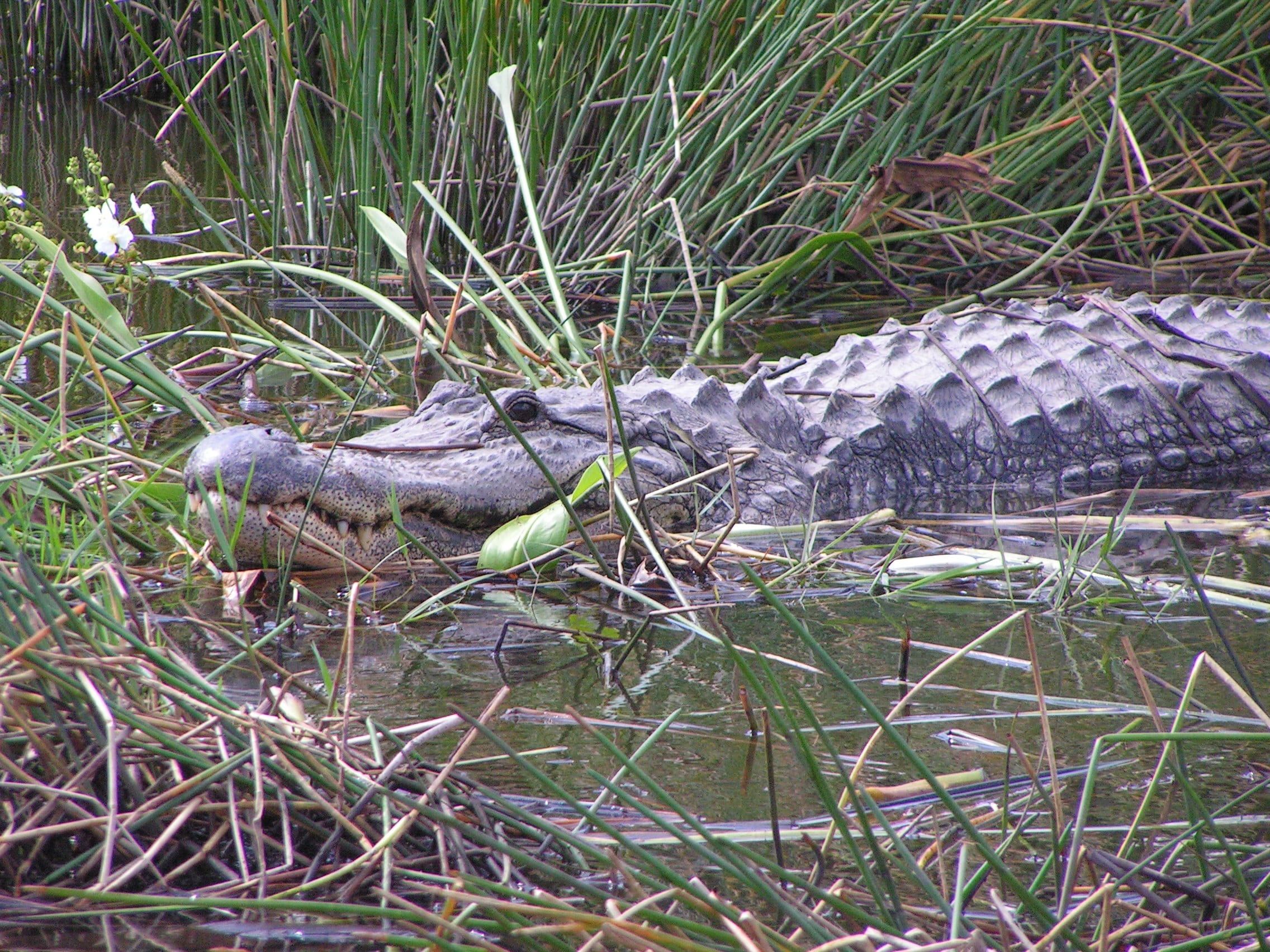 ecology, head, plant, scale, alligator, nature, common, close, aggressive, florida, swamp, wild, zoo, natural, her, life, relaxation, dangerous, everglades National Park, HD Wallpaper
