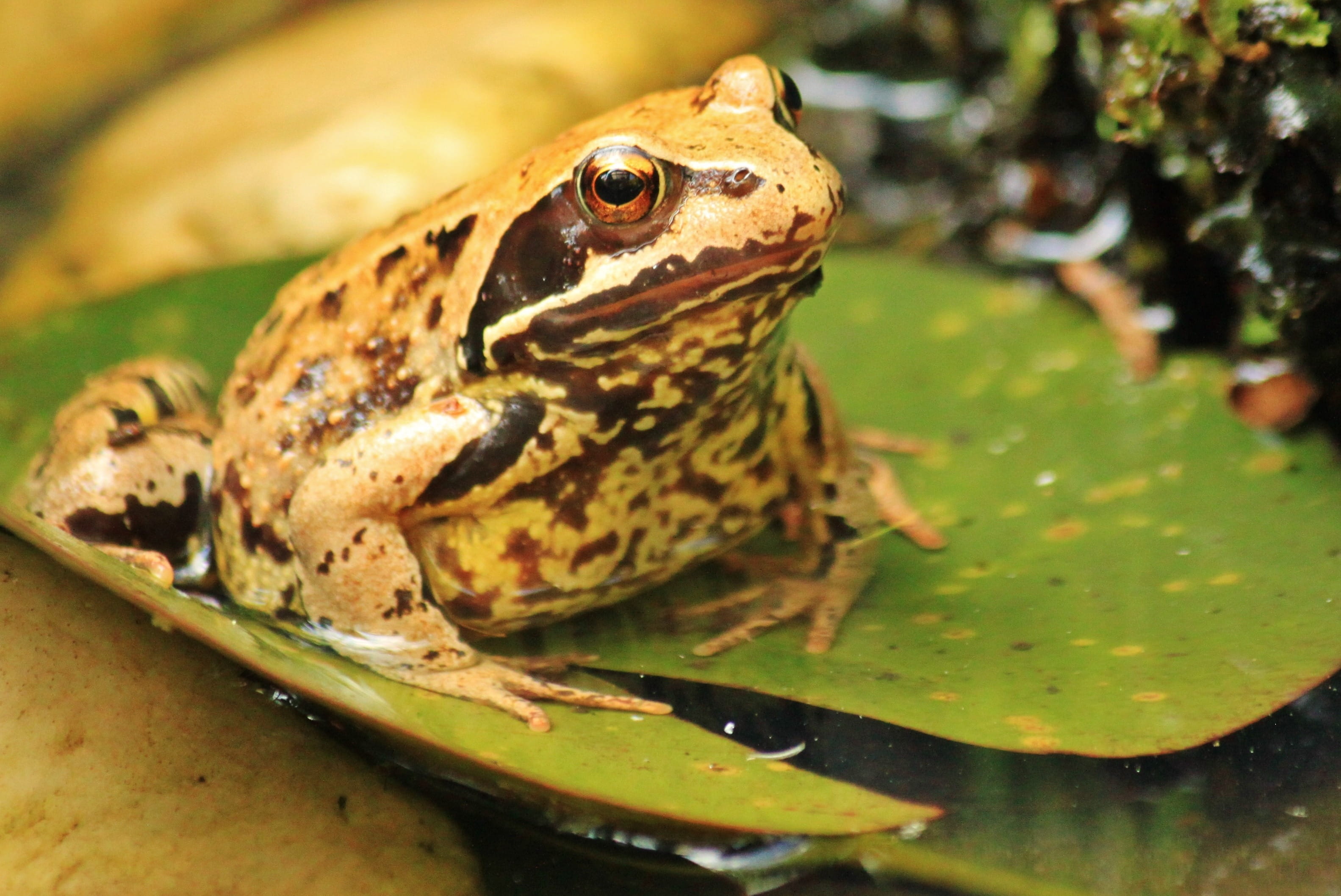 green Color, macro, nature, water, day, coloring, animals, slimy, leaf, animal wildlife, selective focus, frogs, lily pad, no people, head, Frog, pond, HD Wallpaper
