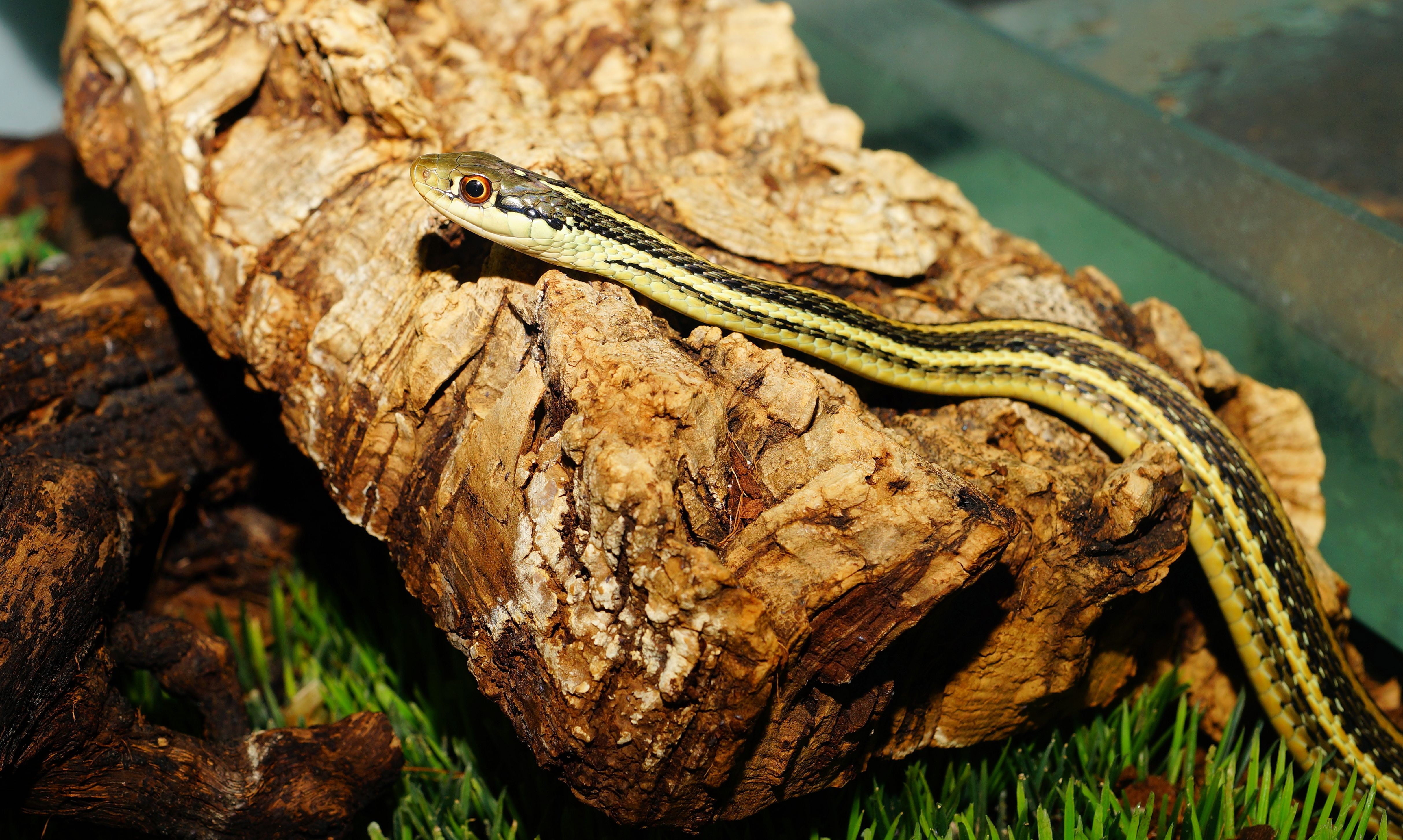 reptile, species, scale, cute, snake, focus on foreground, no people, close-up, tree, slim, animal body part, garter snake, animal themes, young animal, HD Wallpaper