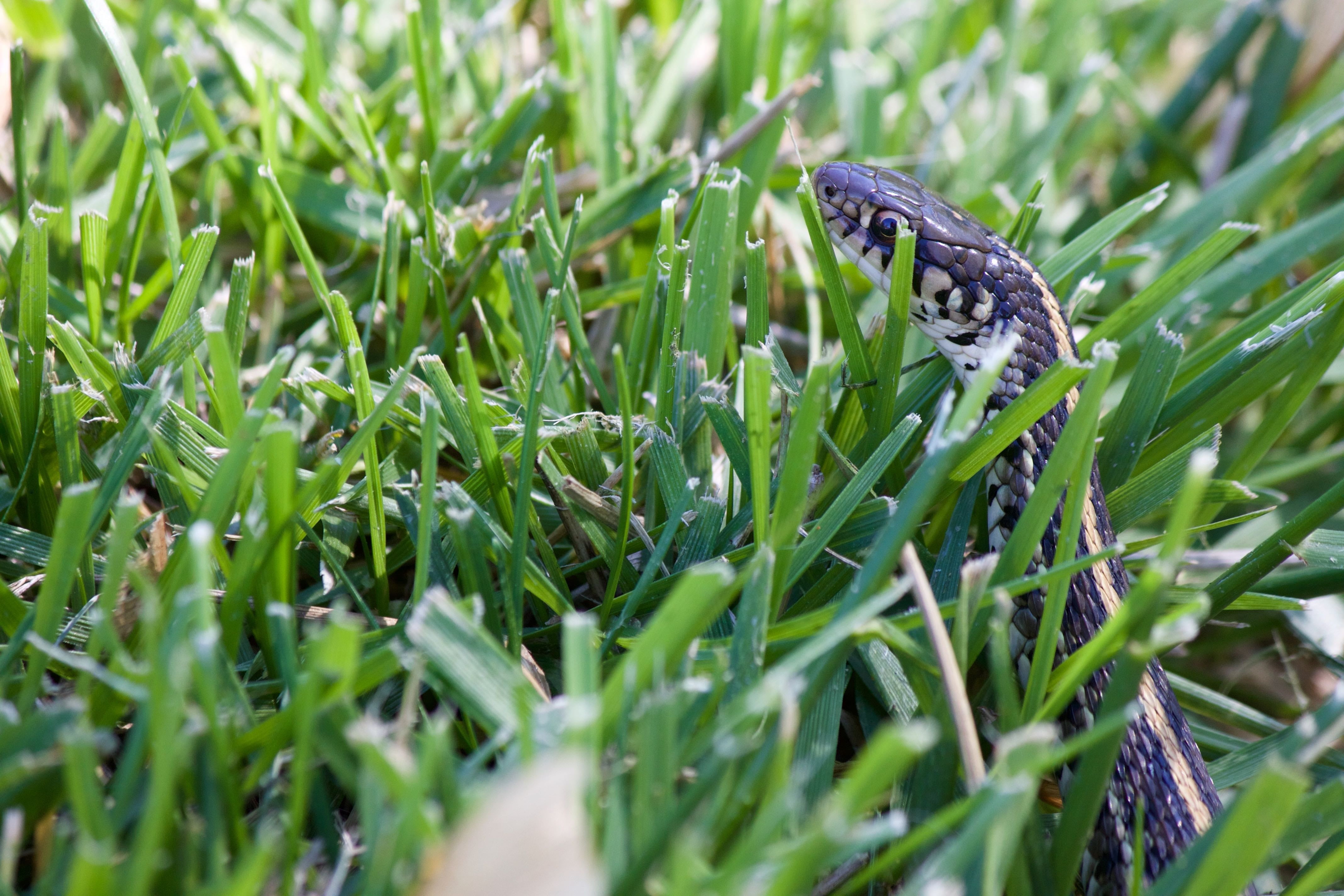 vertebrate, green color, striped, growth, wildlife, lawn, beauty in nature, outdoor, green, natural, animal, head, snake, one animal, sneaky, spring, camouflage, HD Wallpaper