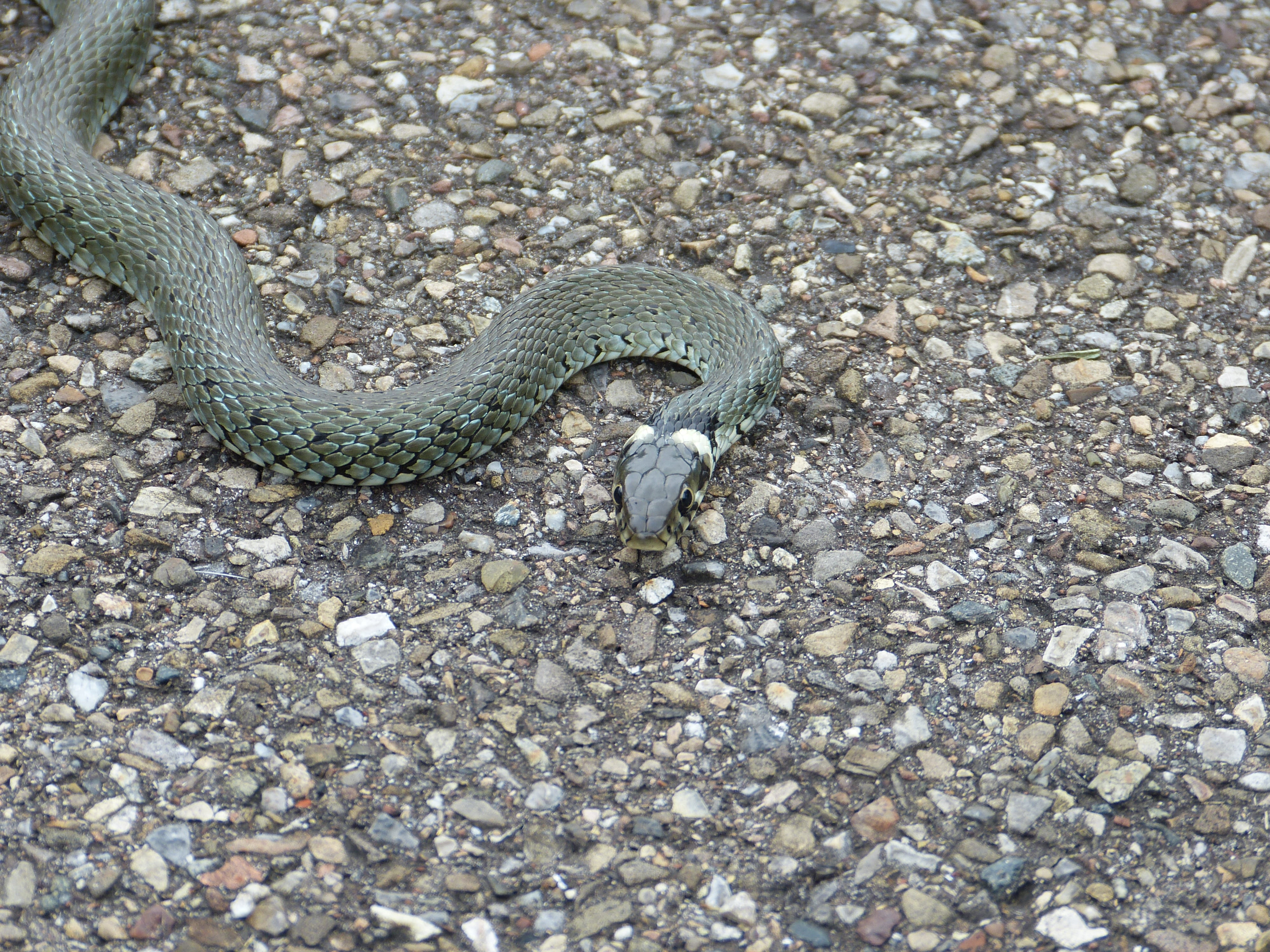 gravel, no people, high angle view, one animal, 4K, mouth open, animal head, stone, poisonous, young animal, pebble, nature, natrix natrix, non-hazardous, HD Wallpaper