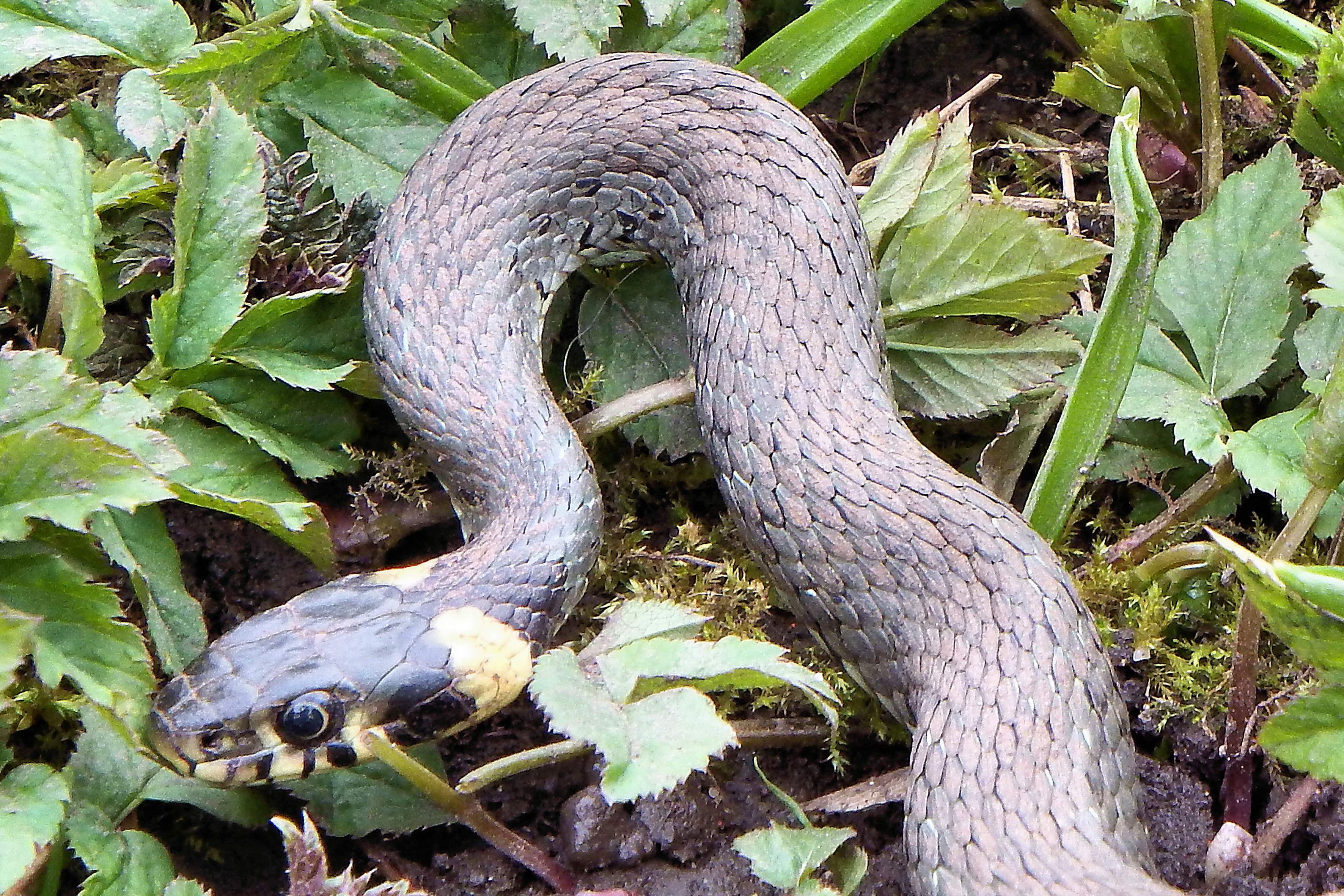vertebrate, natrix natrix, growth, grass snake, one animal, close-up, animal wildlife, snake, land, animals in the wild, plant, animal body part, animal scale, HD Wallpaper