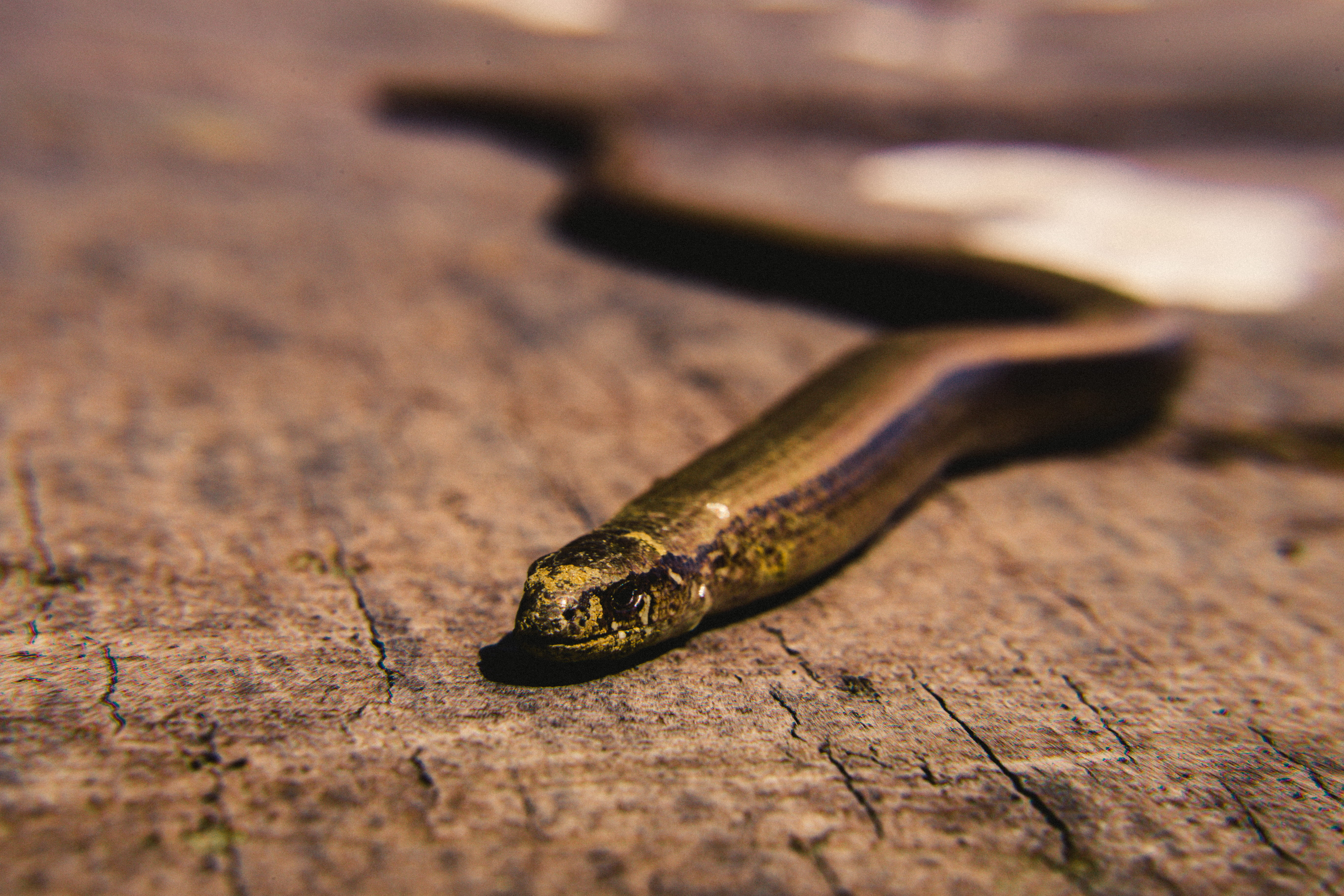 single object, animal wildlife, wilderness, long, natural, environment, wood, daylight, head, colors, one animal, surface, invertebrate, animal body part, HD Wallpaper