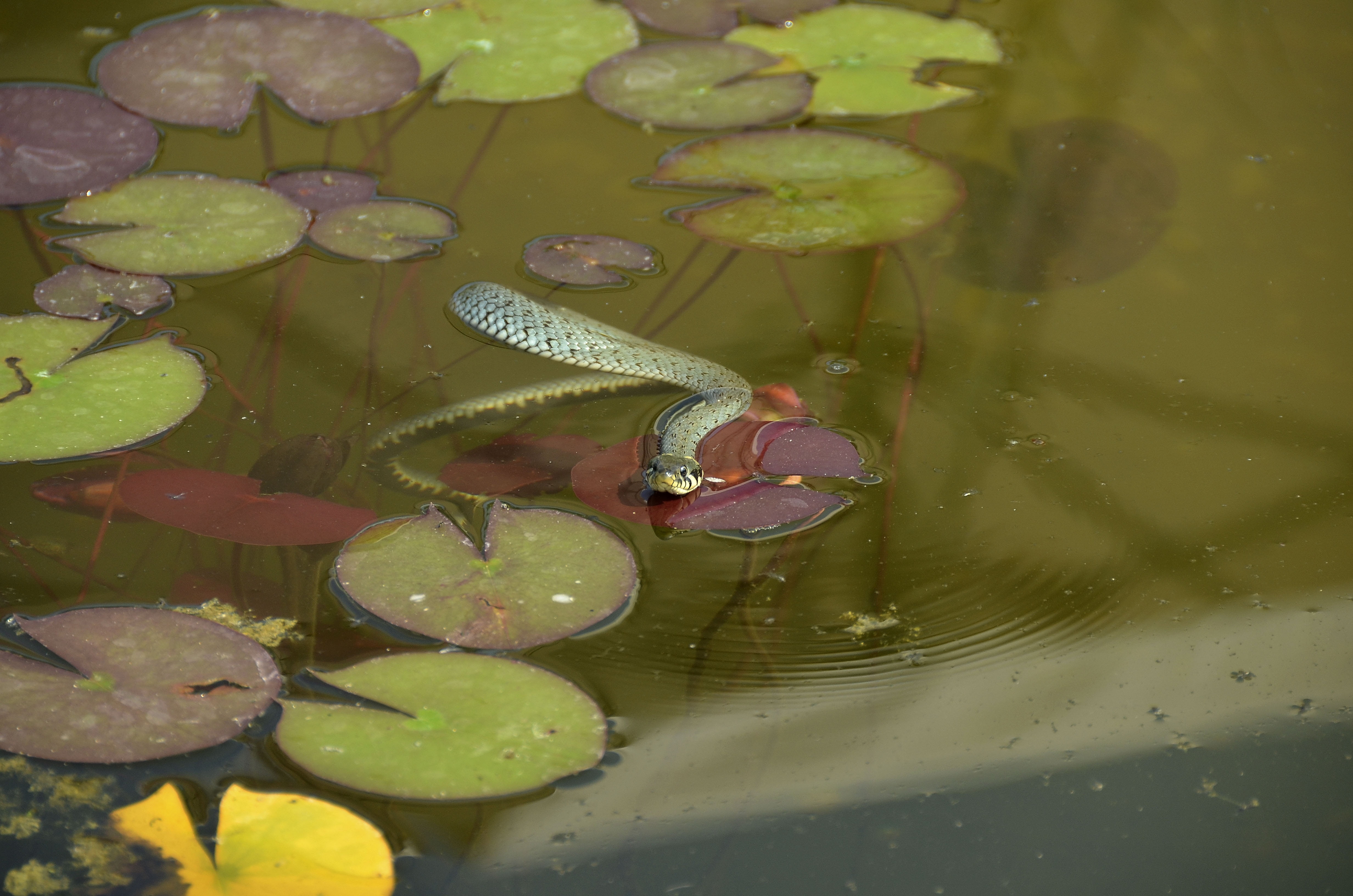 water lily, beauty in nature, natter, animals in the wild, leaves, animal world, reptile, plant, non-hazardous, plant part, reflection, flower, 4K, floating on water, HD Wallpaper