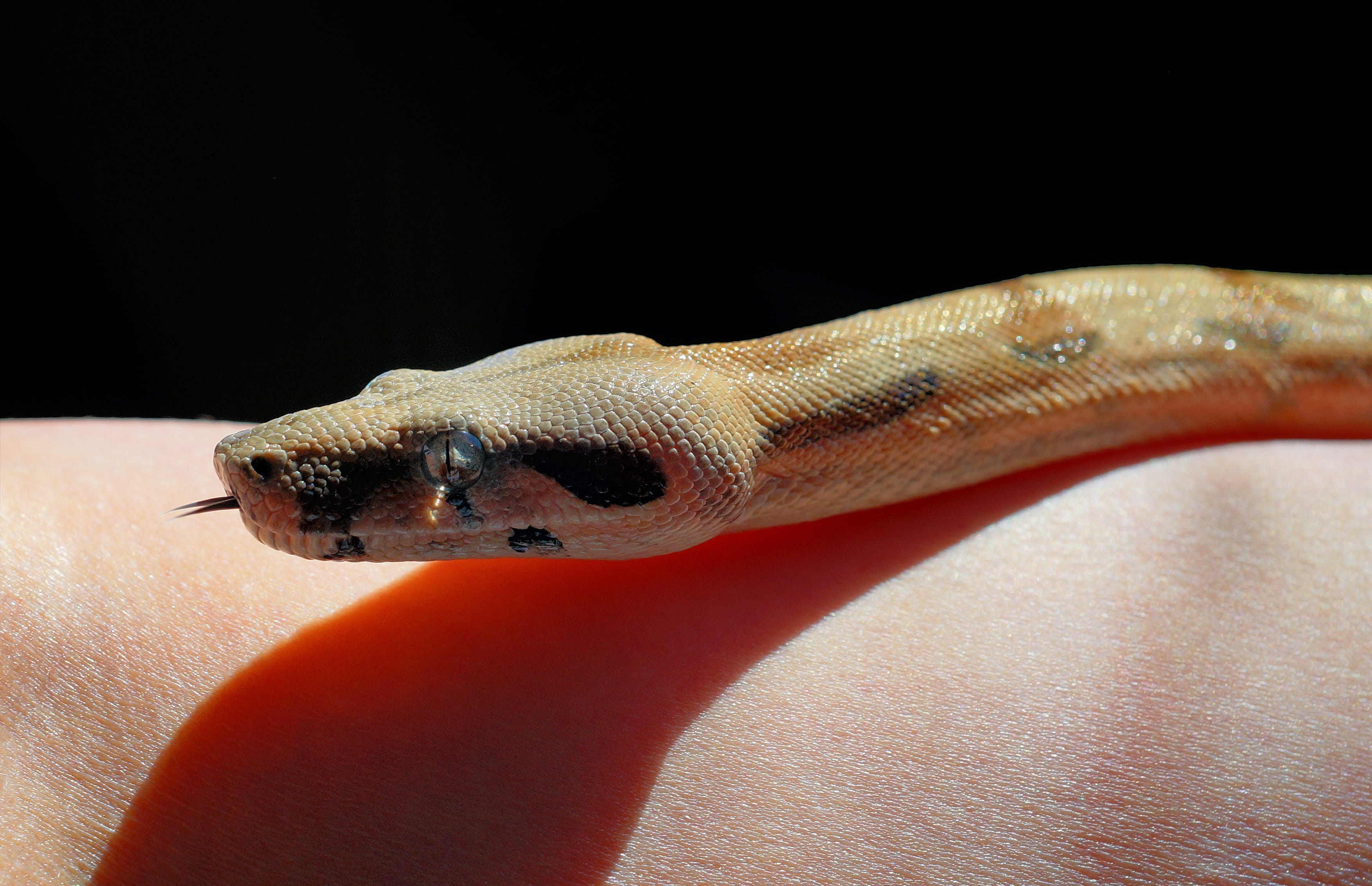 animal eye, hand, heat, one animal, lurking, gecko, scale, nature, people, tongue, animal scale, vertebrate, skin, non toxic, close-up, creature, animal body part, HD Wallpaper