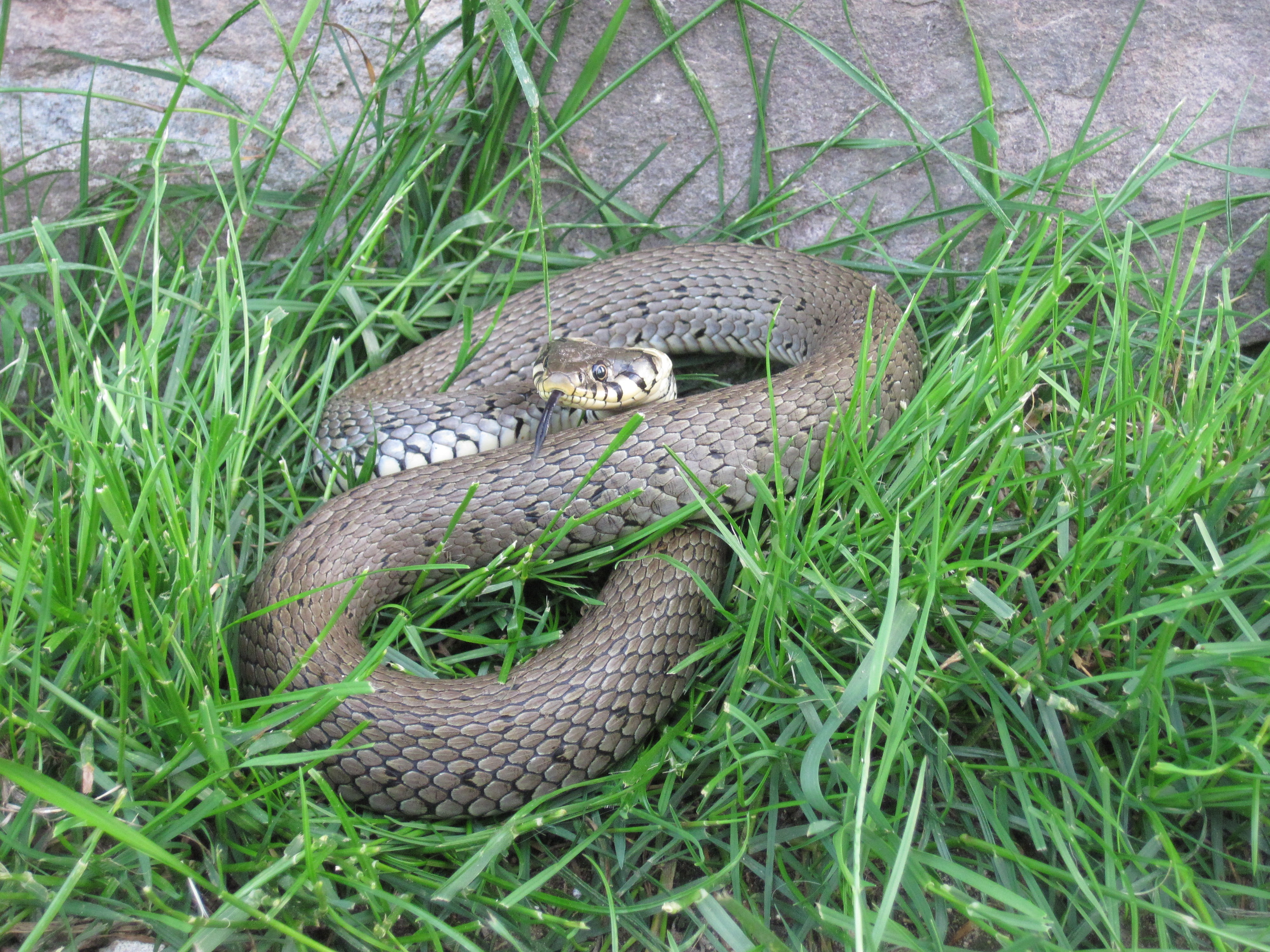 grass, one animal, wildlife, 4K, day, vertebrate, green color, plant, growth, high angle view, poisonous, full length, animals in the wild, nature, outdoors, HD Wallpaper