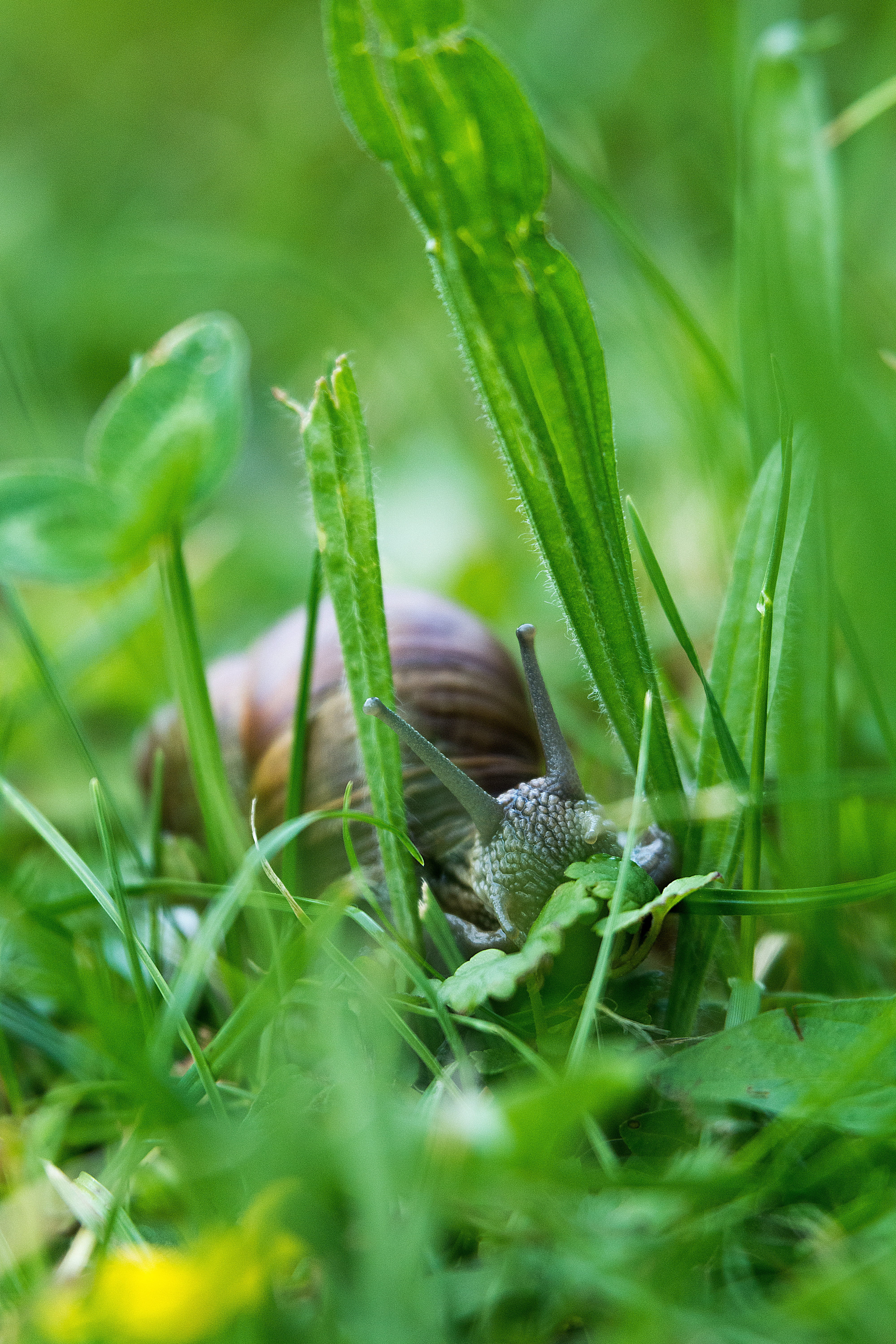 growth, blade of grass, Snail, green Color, slowly, Nature, Animal, animals in the wild, no people, close, plant, Shell, Probe, meadow, summer, crawl, brown, Phone HD Wallpaper
